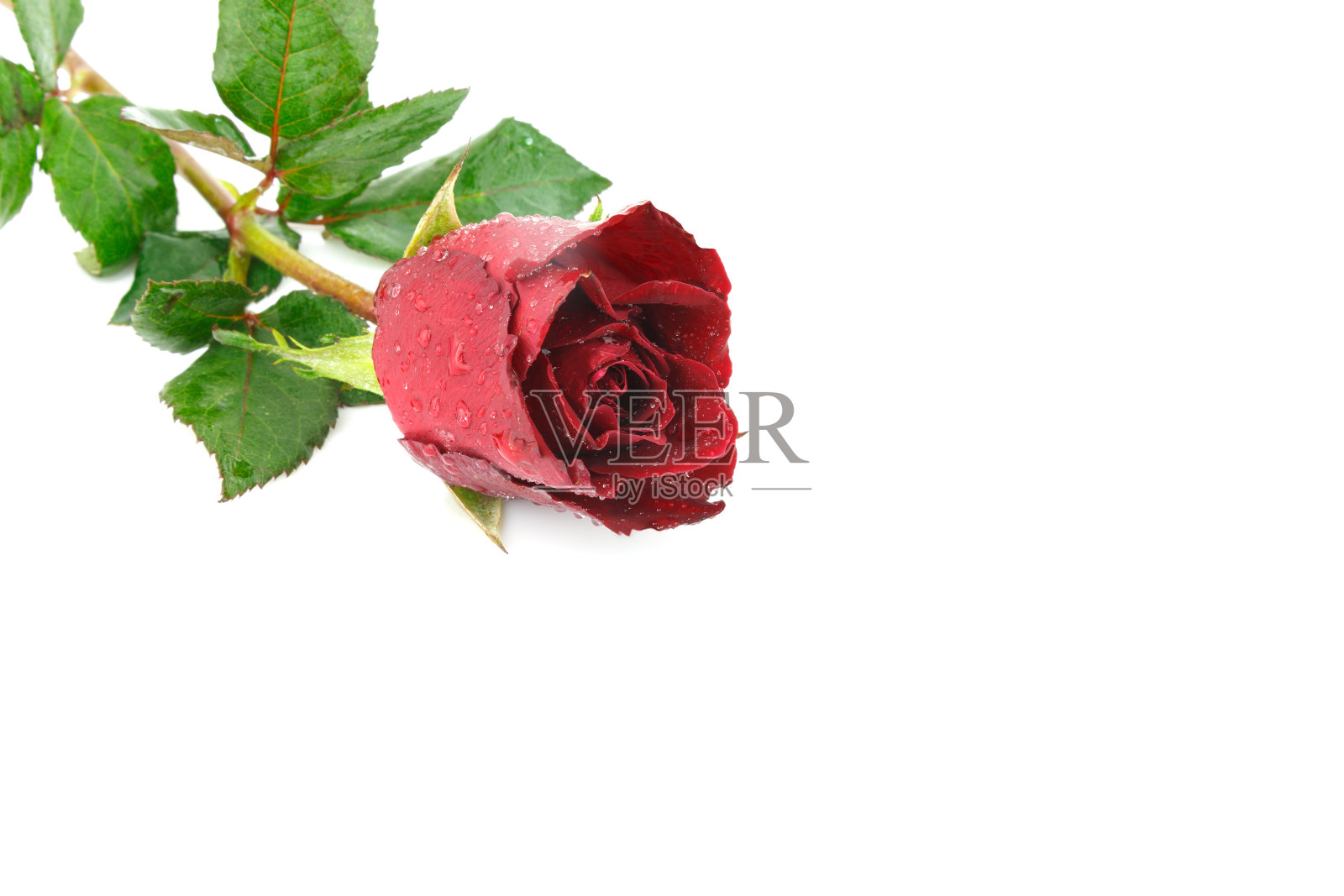 白色背景上的红玫瑰花照片摄影图片