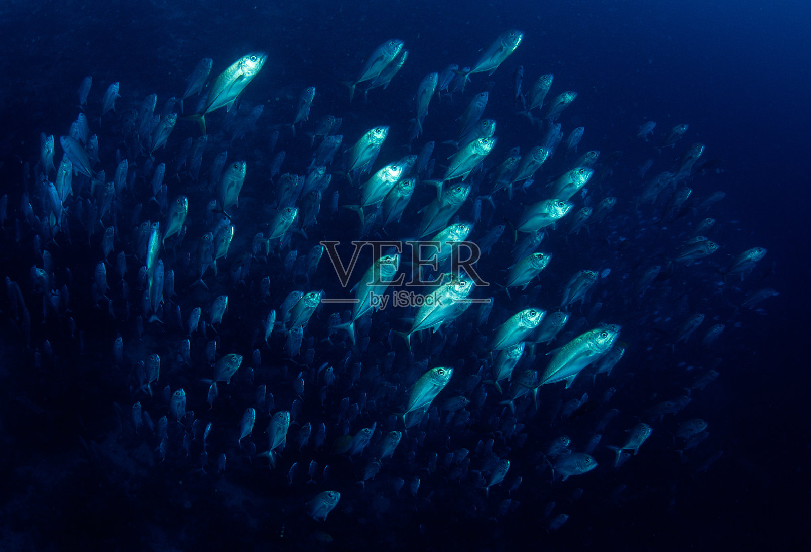 所罗门群岛的一群鱼照片摄影图片