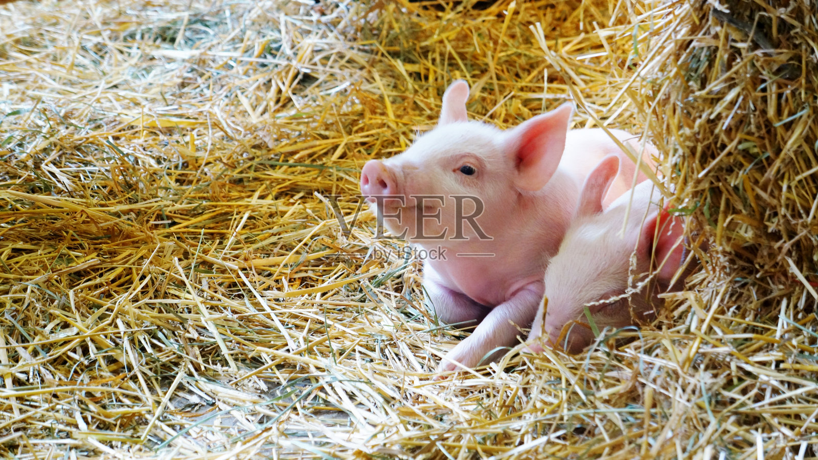 干草中微笑的粉红色小猪照片摄影图片