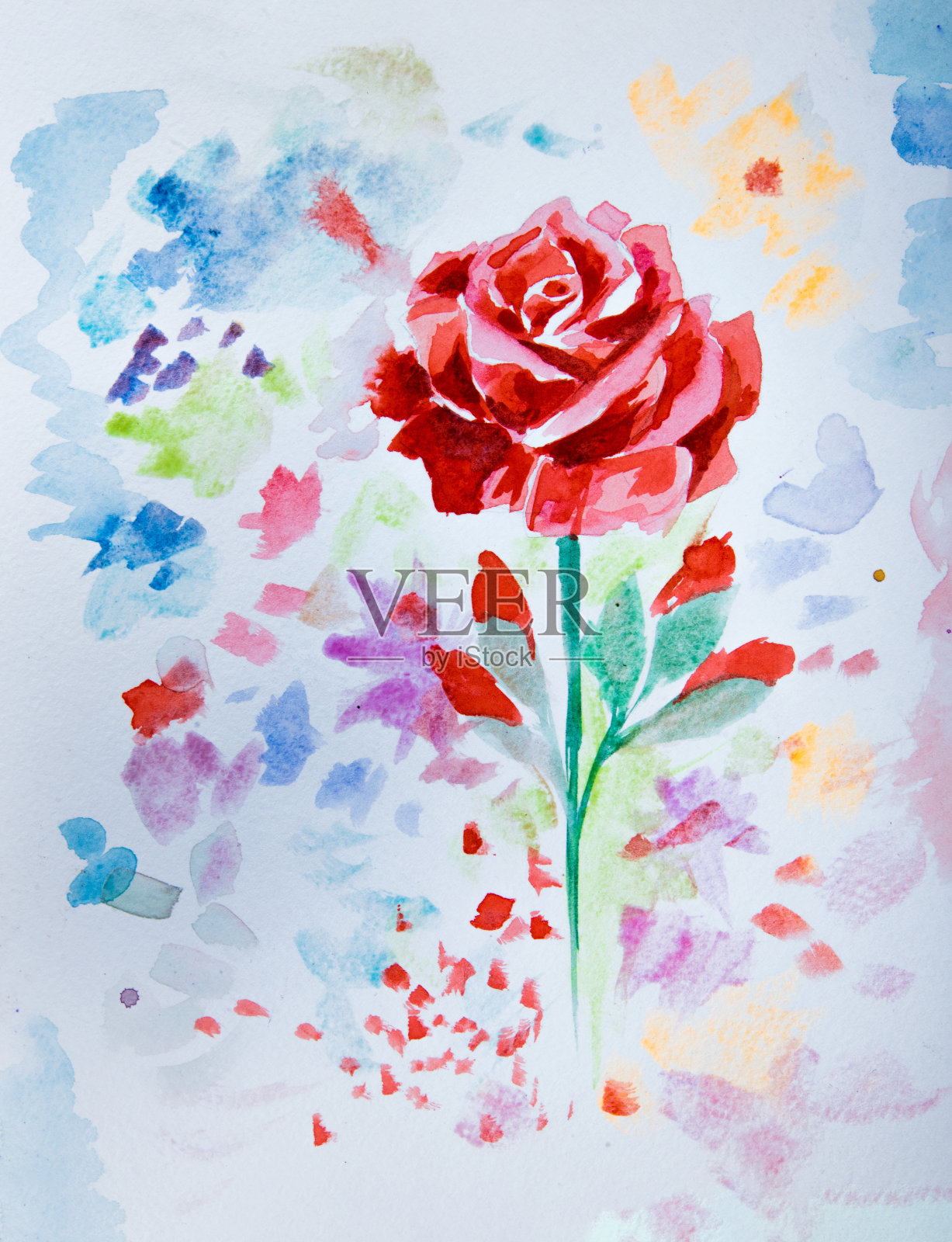一幅美丽的水彩玫瑰素描，以白色为背景。插画图片素材