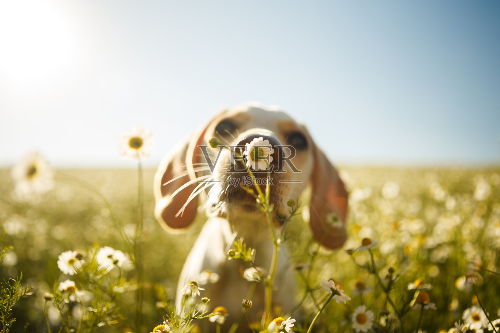 一只嗅花的狗照片摄影图片