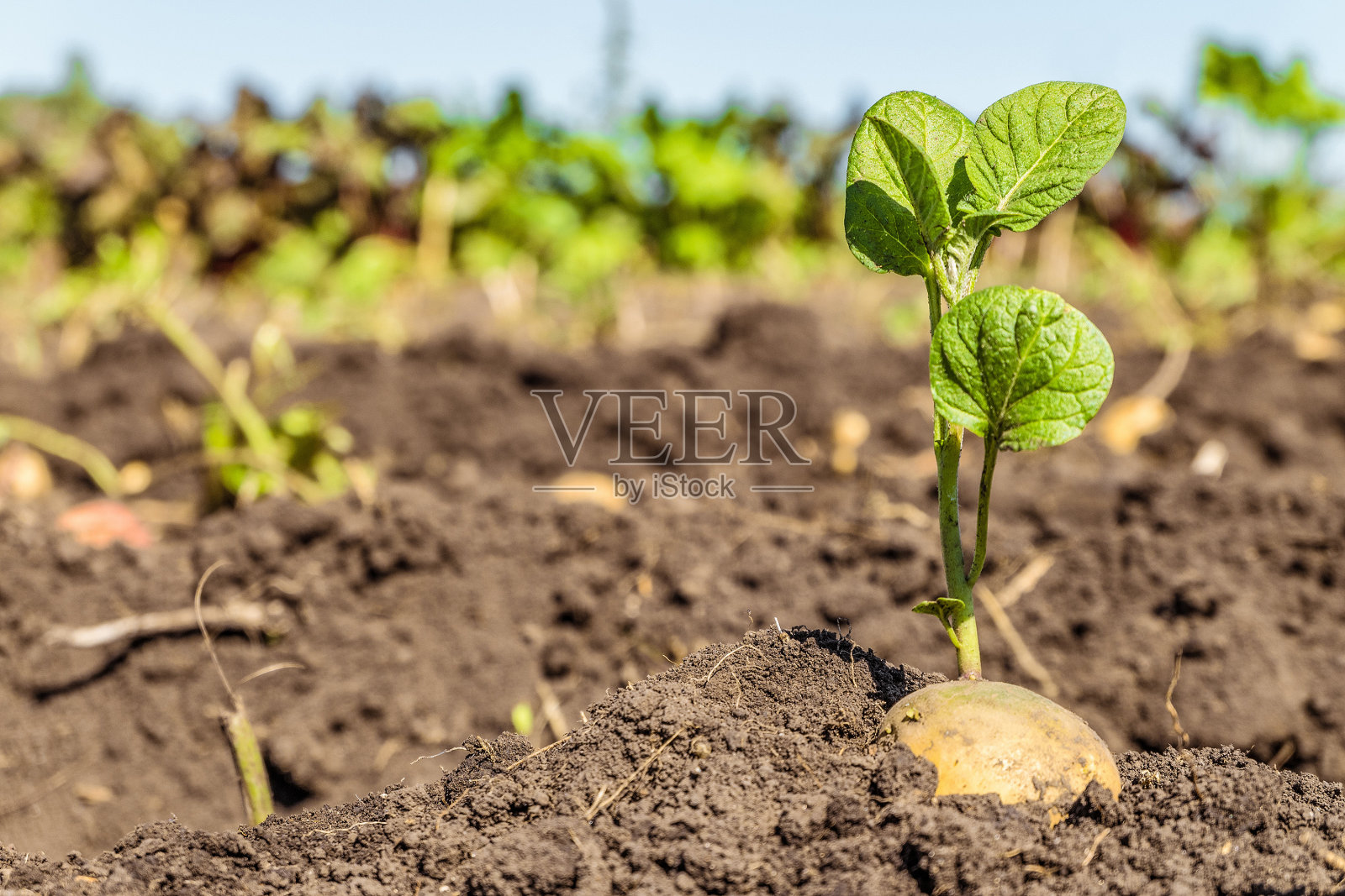 发芽马铃薯块茎。种植园背景上的土豆种子的绿色嫩芽。农业背景与有限的景深。照片摄影图片