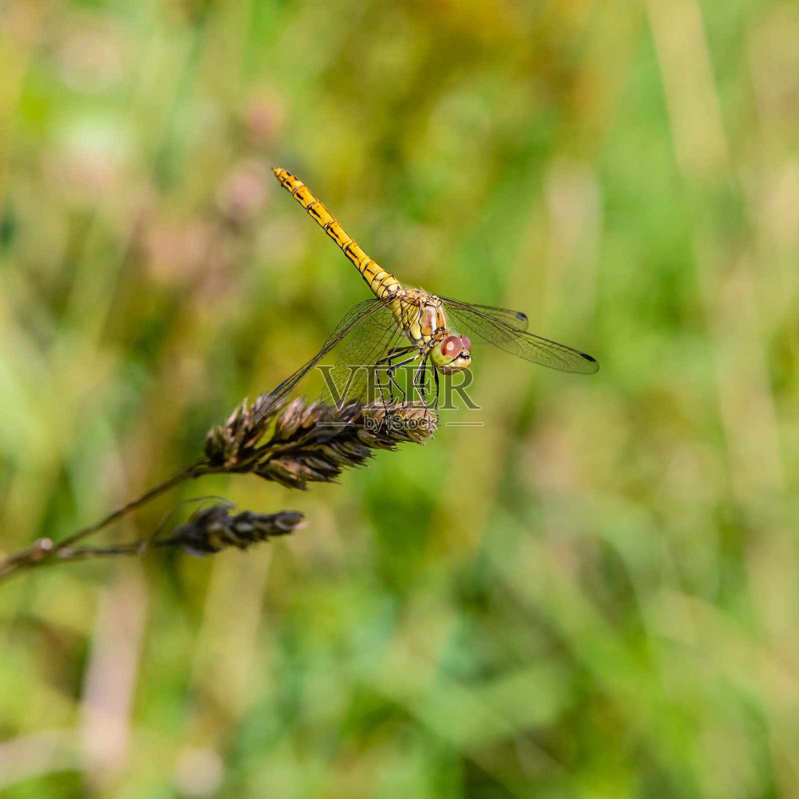 一只黄色的大蜻蜓坐在一片干燥的草叶上照片摄影图片
