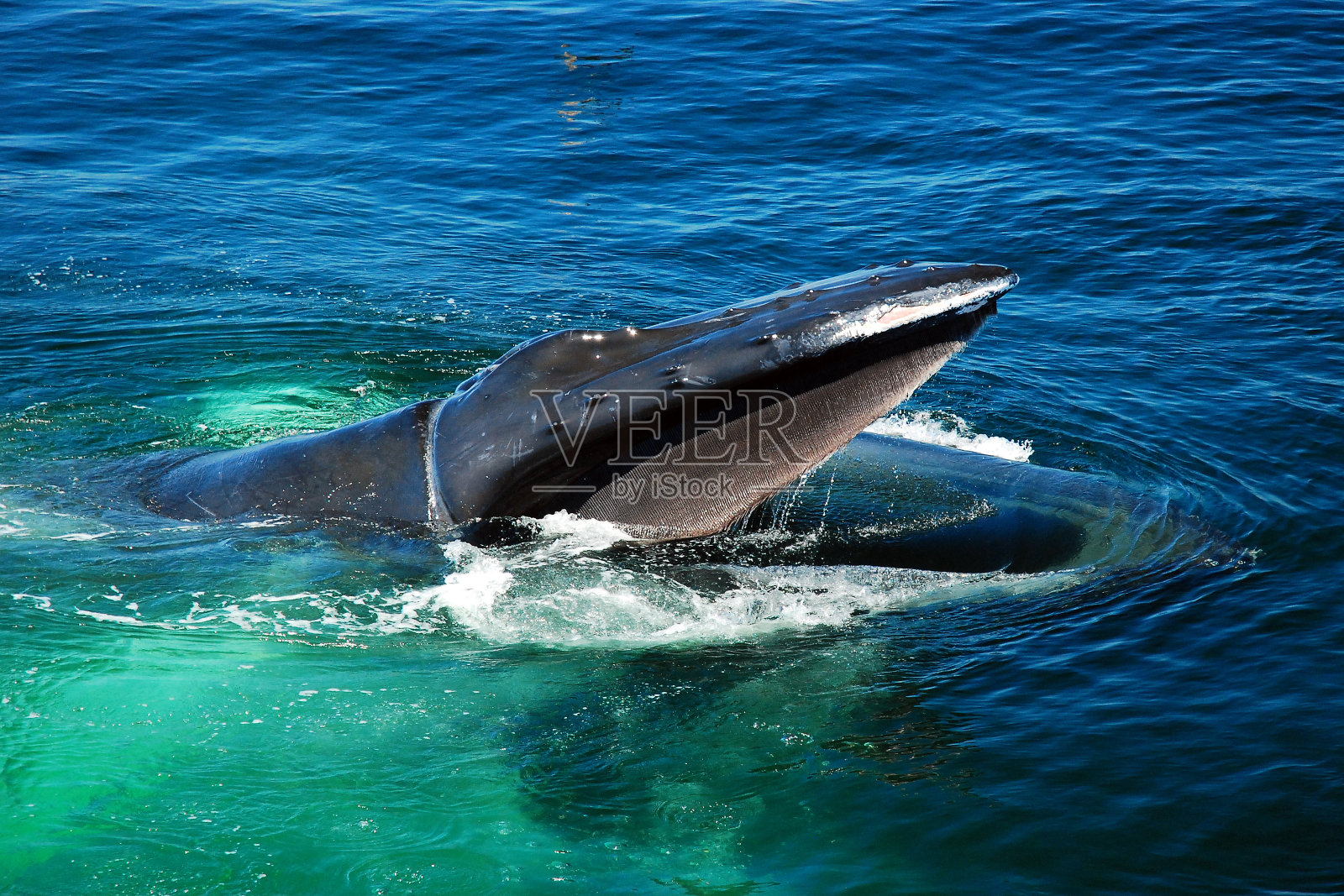 座头鲸照片摄影图片