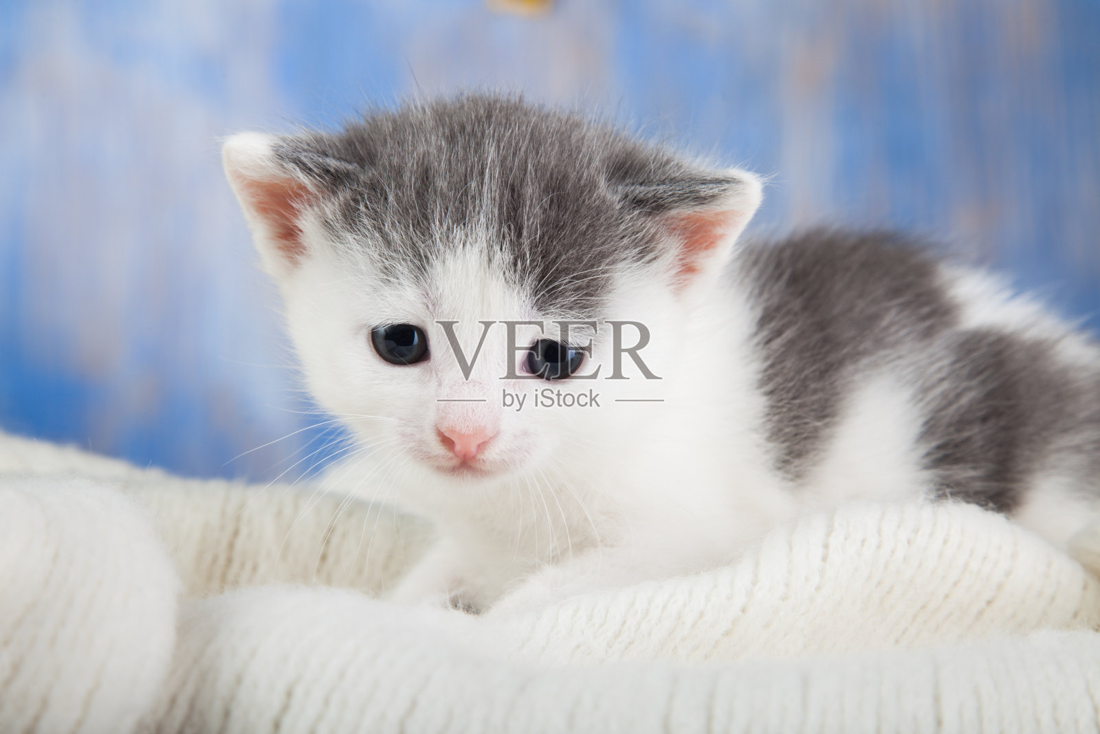白色小猫在毯子上舒适的特写。照片摄影图片
