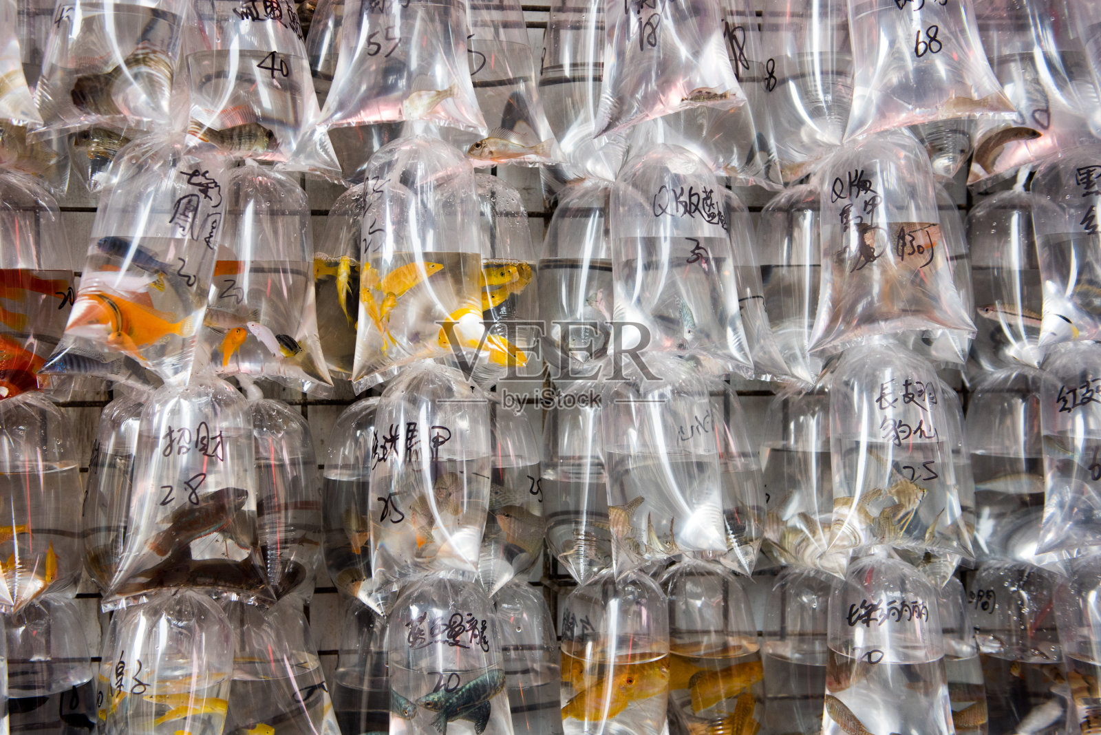 香港的宠物鱼市场孟角照片摄影图片