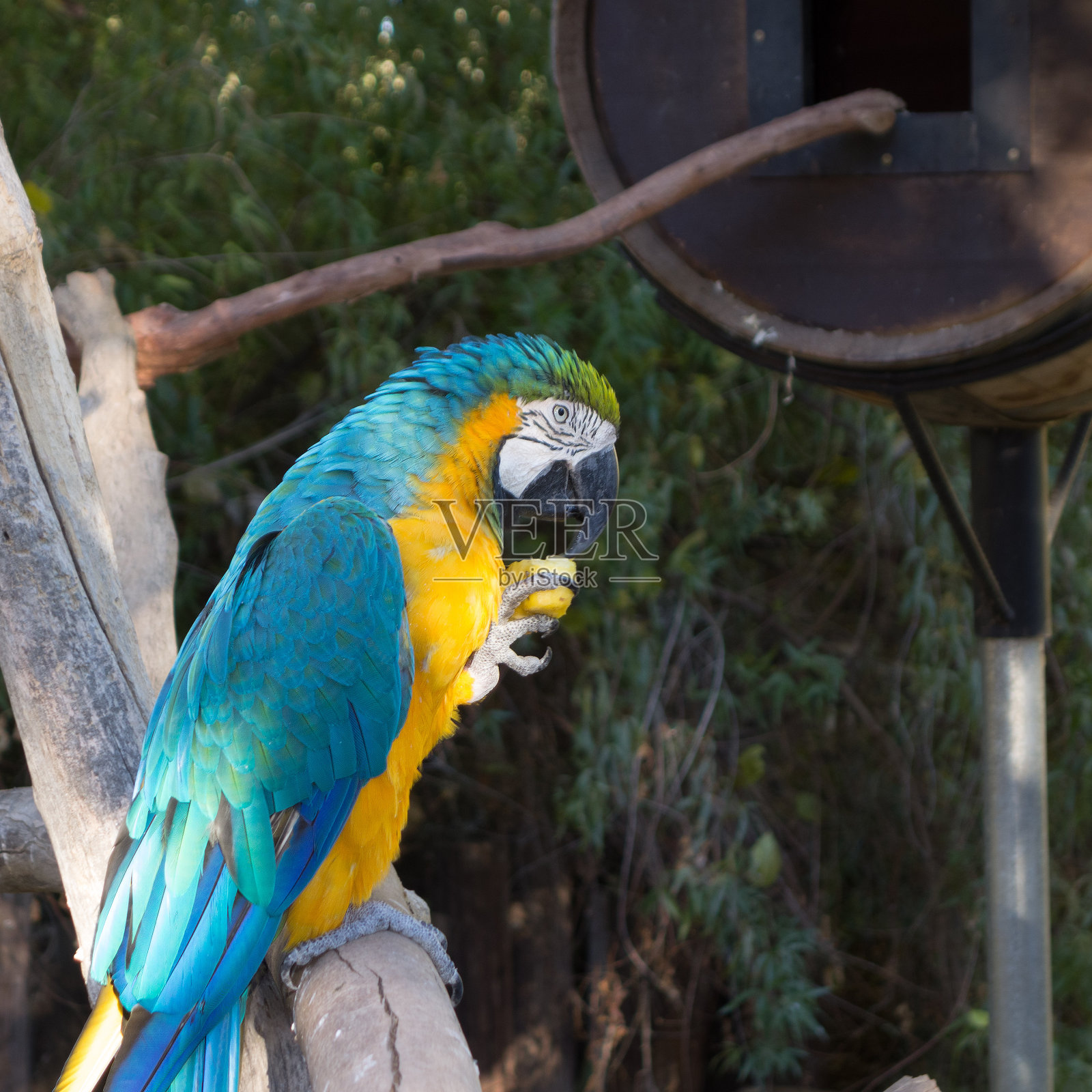 Ara Ararauna或蓝黄金刚鹦鹉照片摄影图片