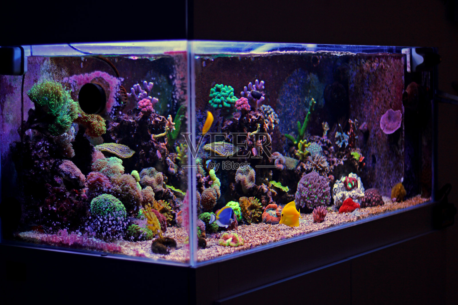 珊瑚礁水族缸照片摄影图片