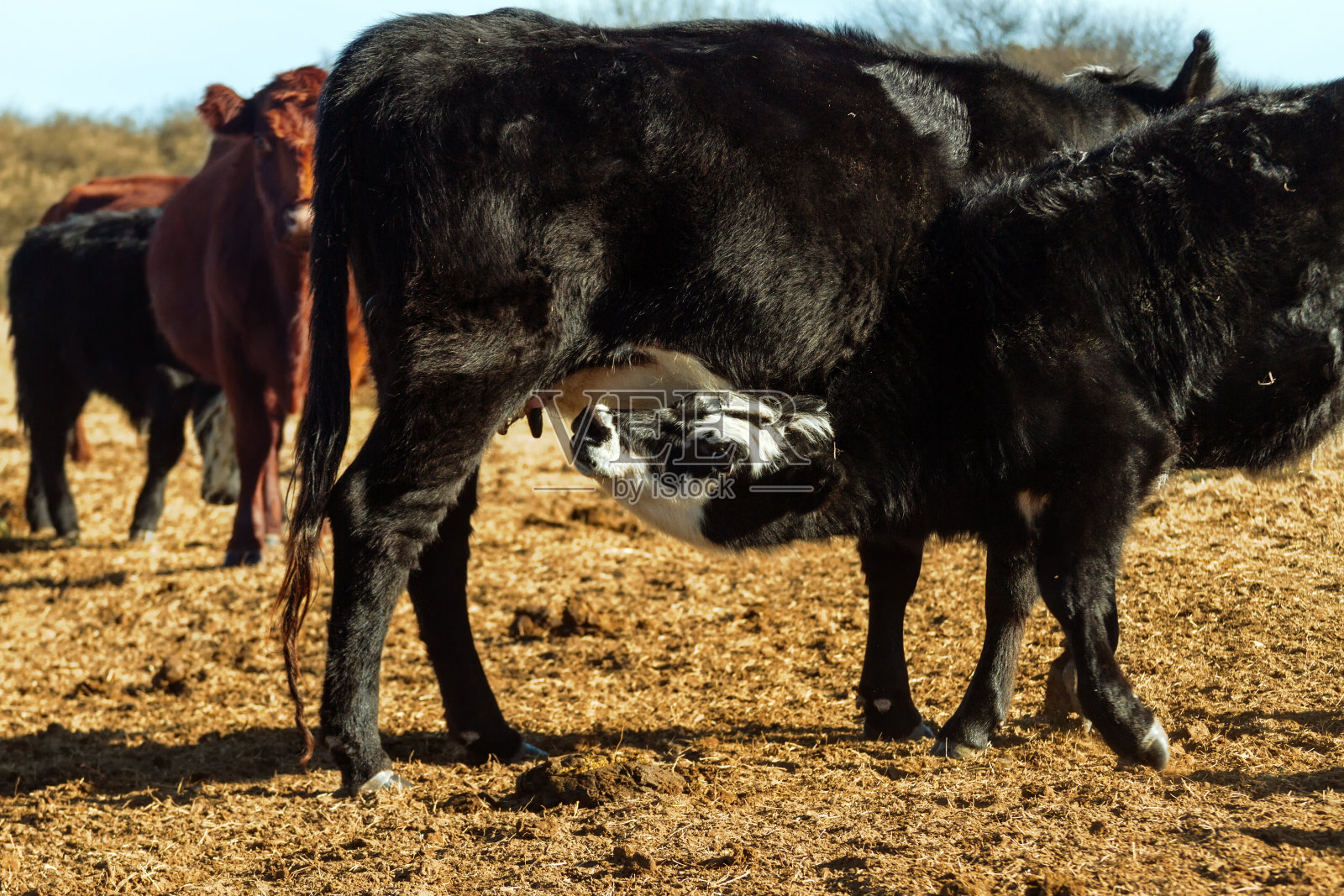 小牛阿伯丁黑安格斯正在吮吸一头母牛照片摄影图片