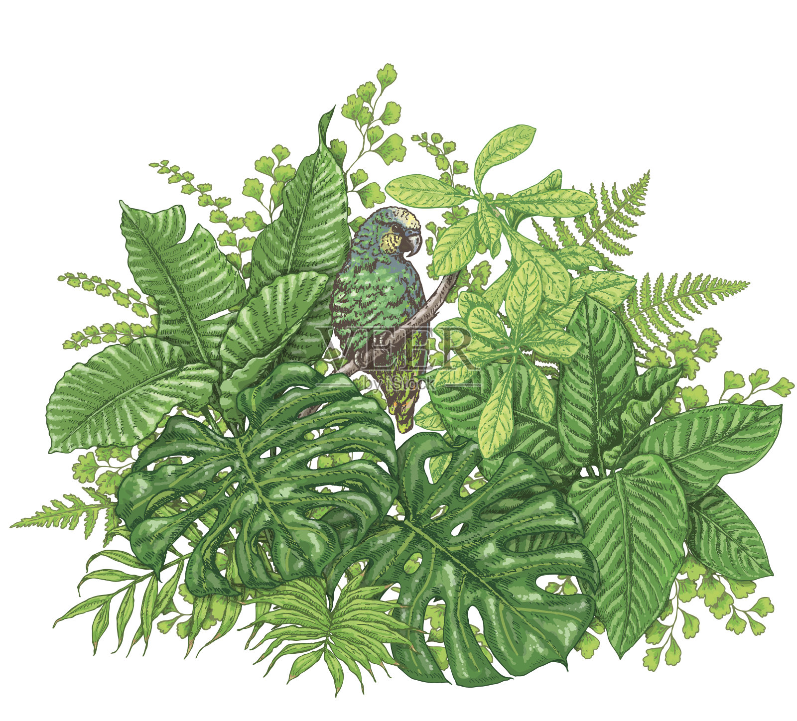 热带植物和鹦鹉插画图片素材