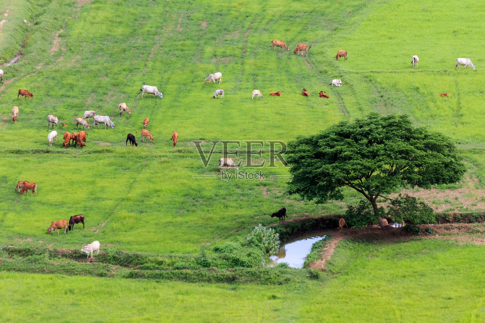 泰国草地上的奶牛照片摄影图片