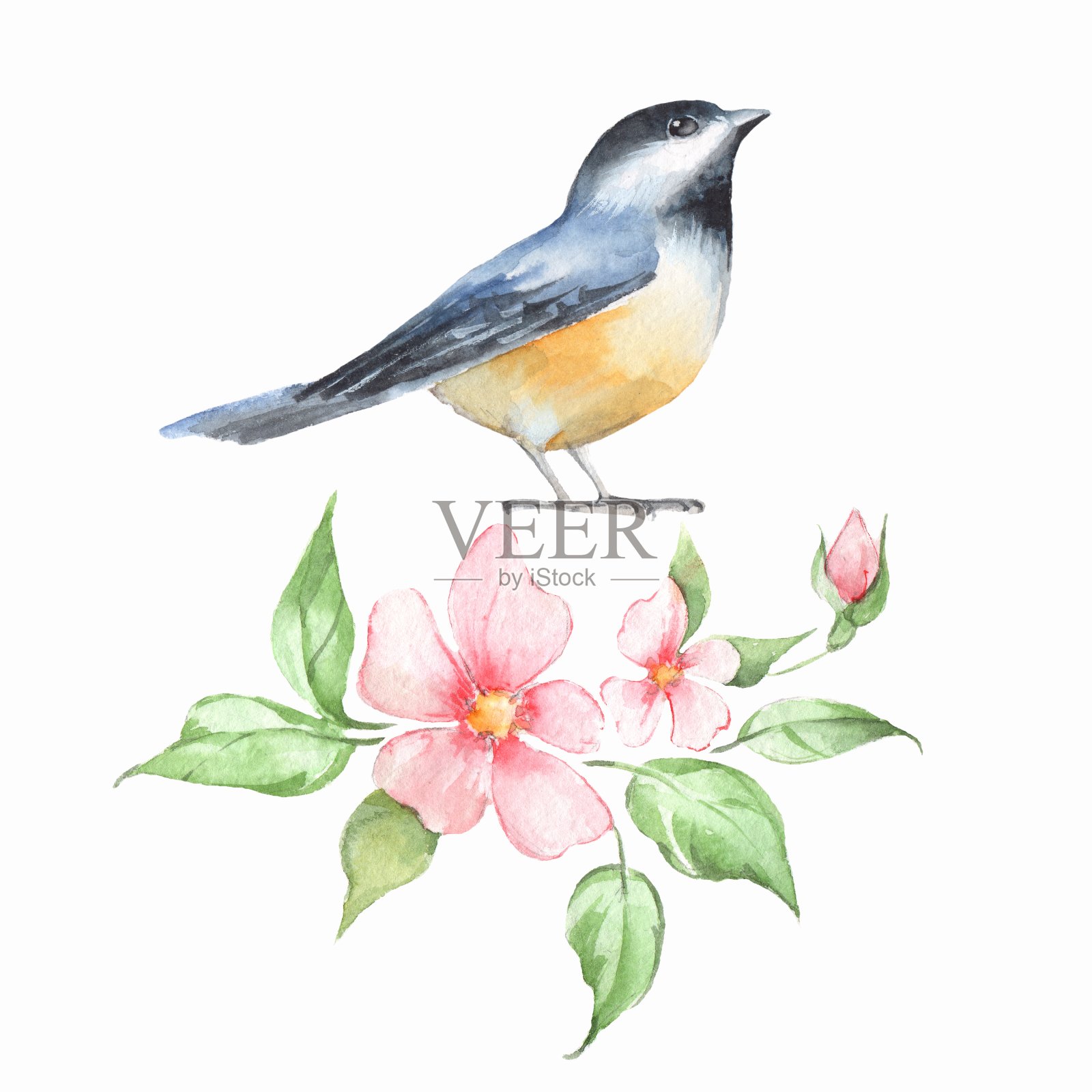 鸟类和鲜花。水彩画设计元素图片