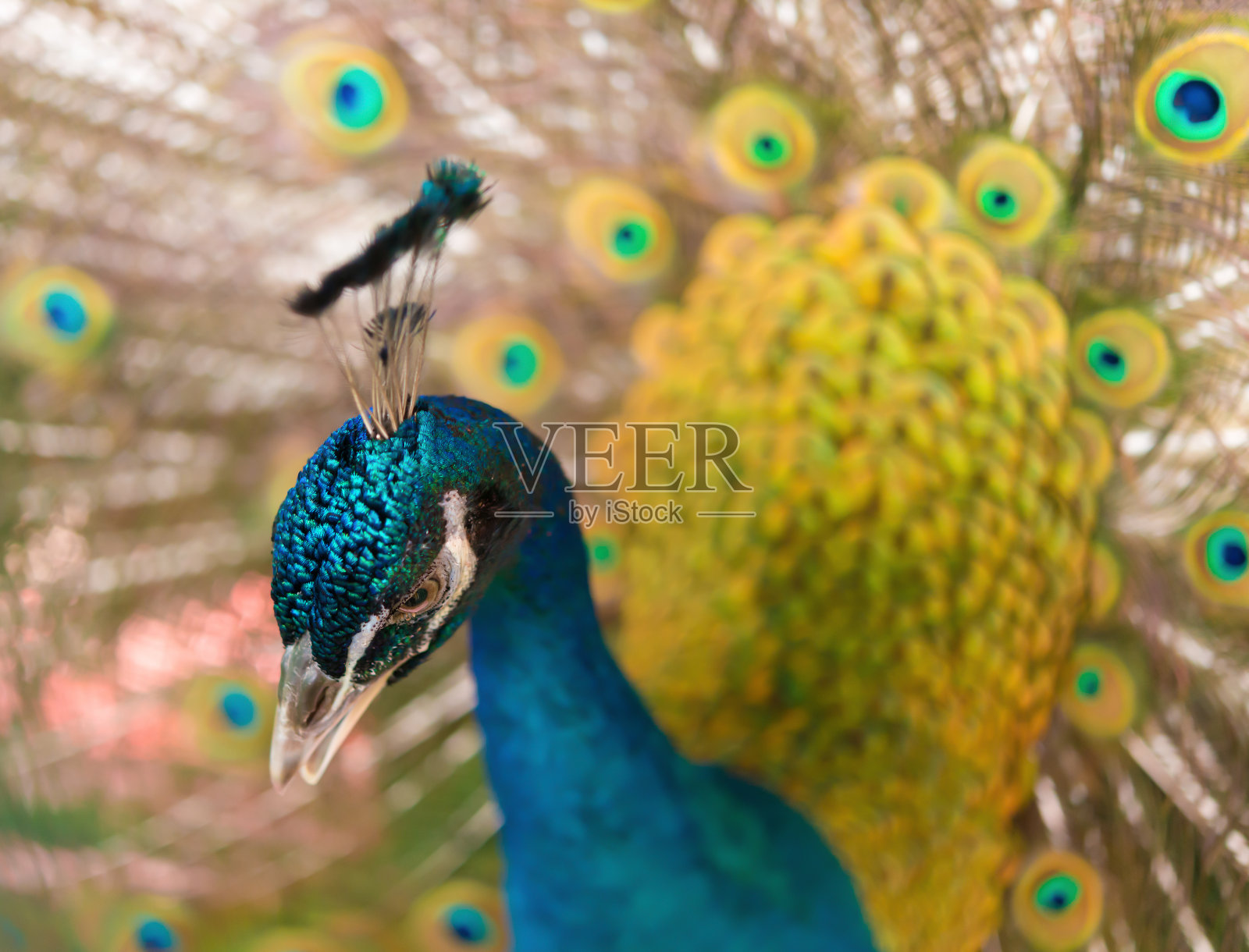 雄性孔雀展示着它多彩的羽毛尾巴照片摄影图片