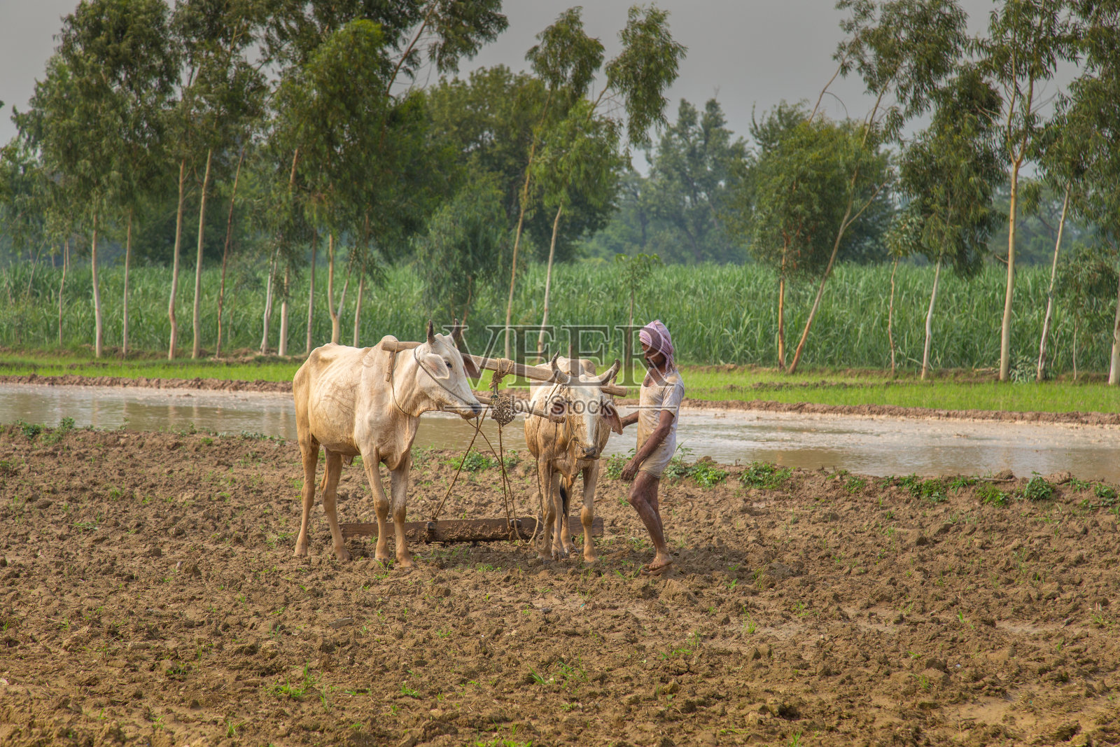一个亚洲农民站在稻田里的肖像照片摄影图片