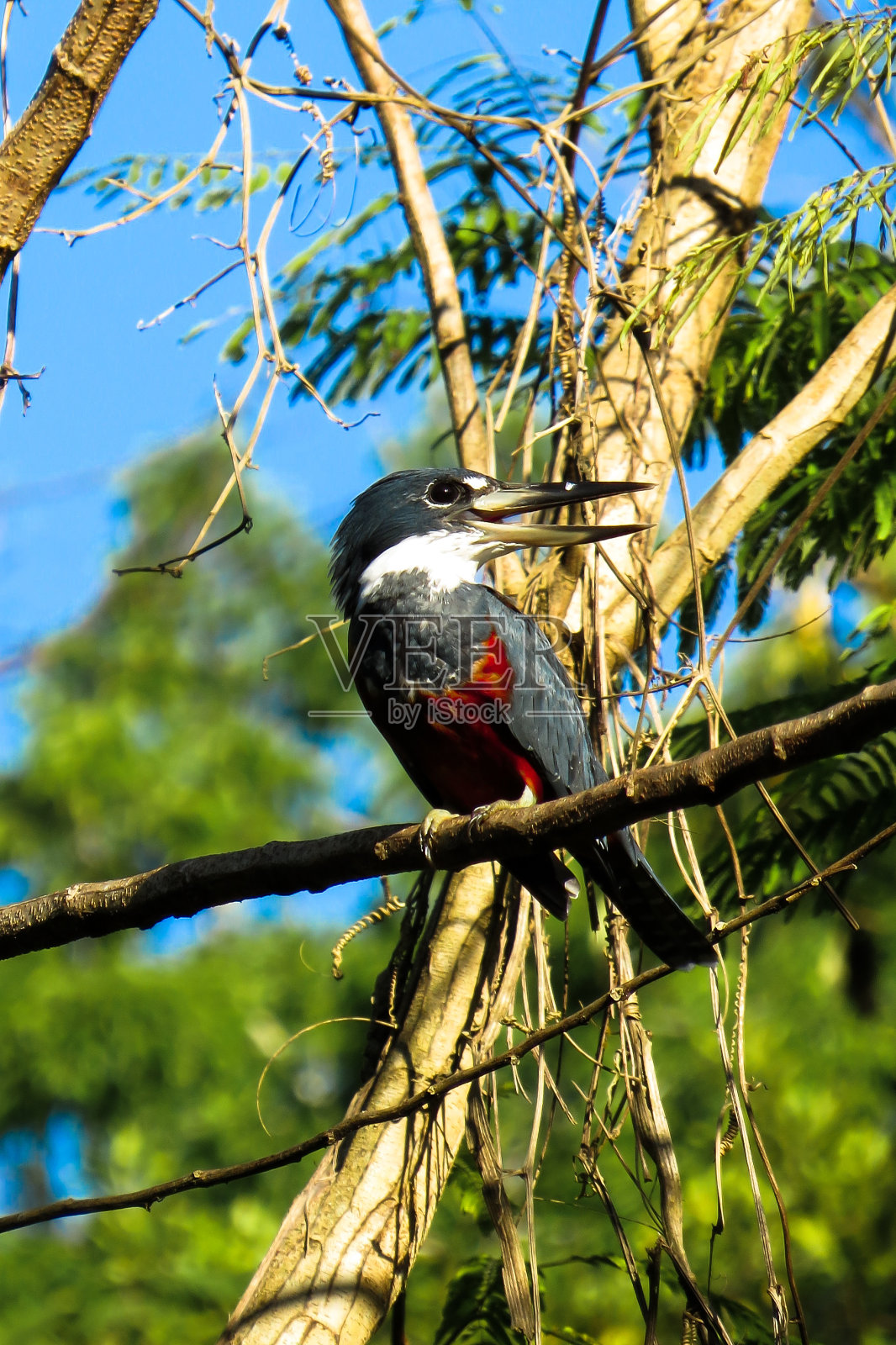 亚马逊翠鸟照片摄影图片
