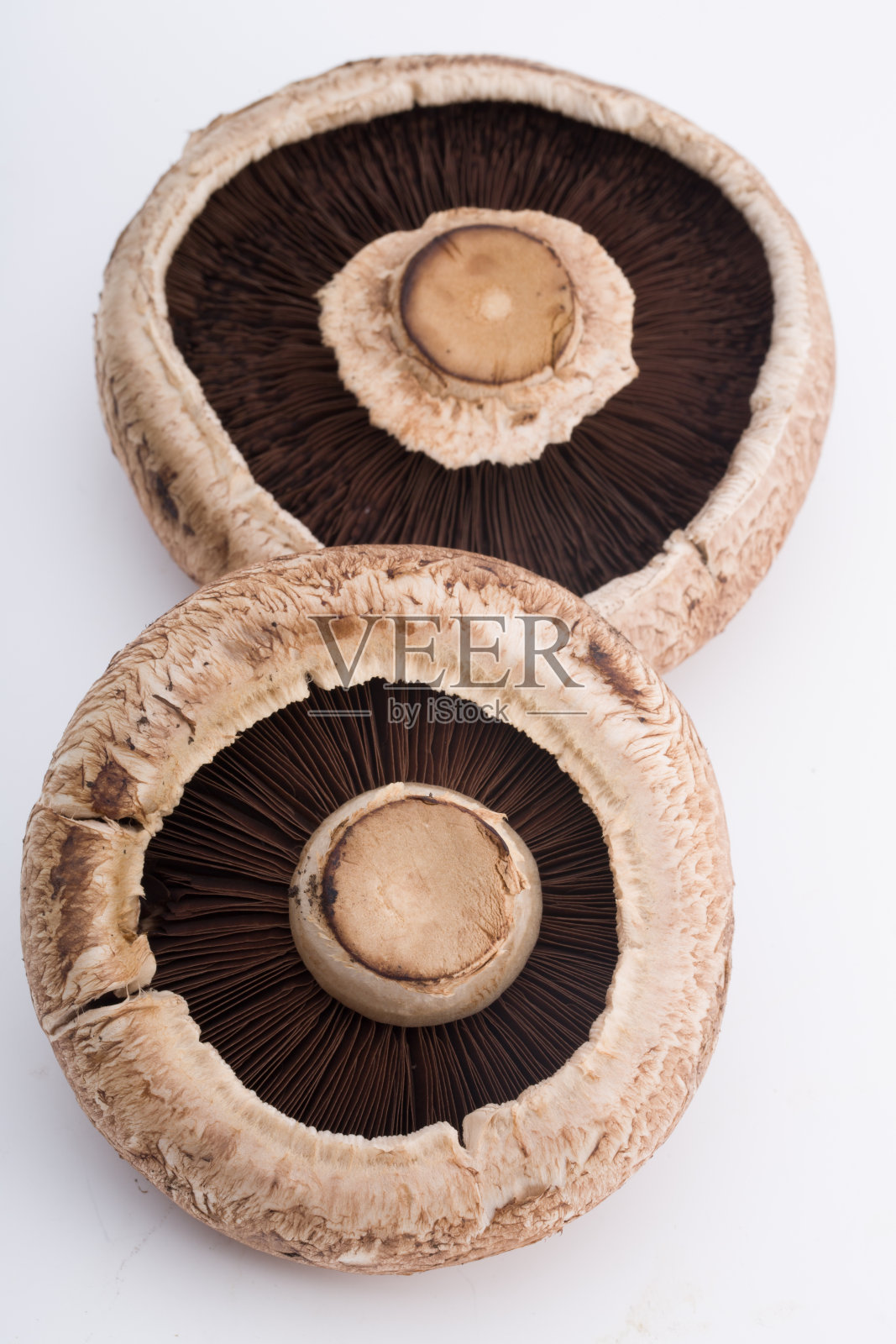白色背景上的蘑菇照片摄影图片