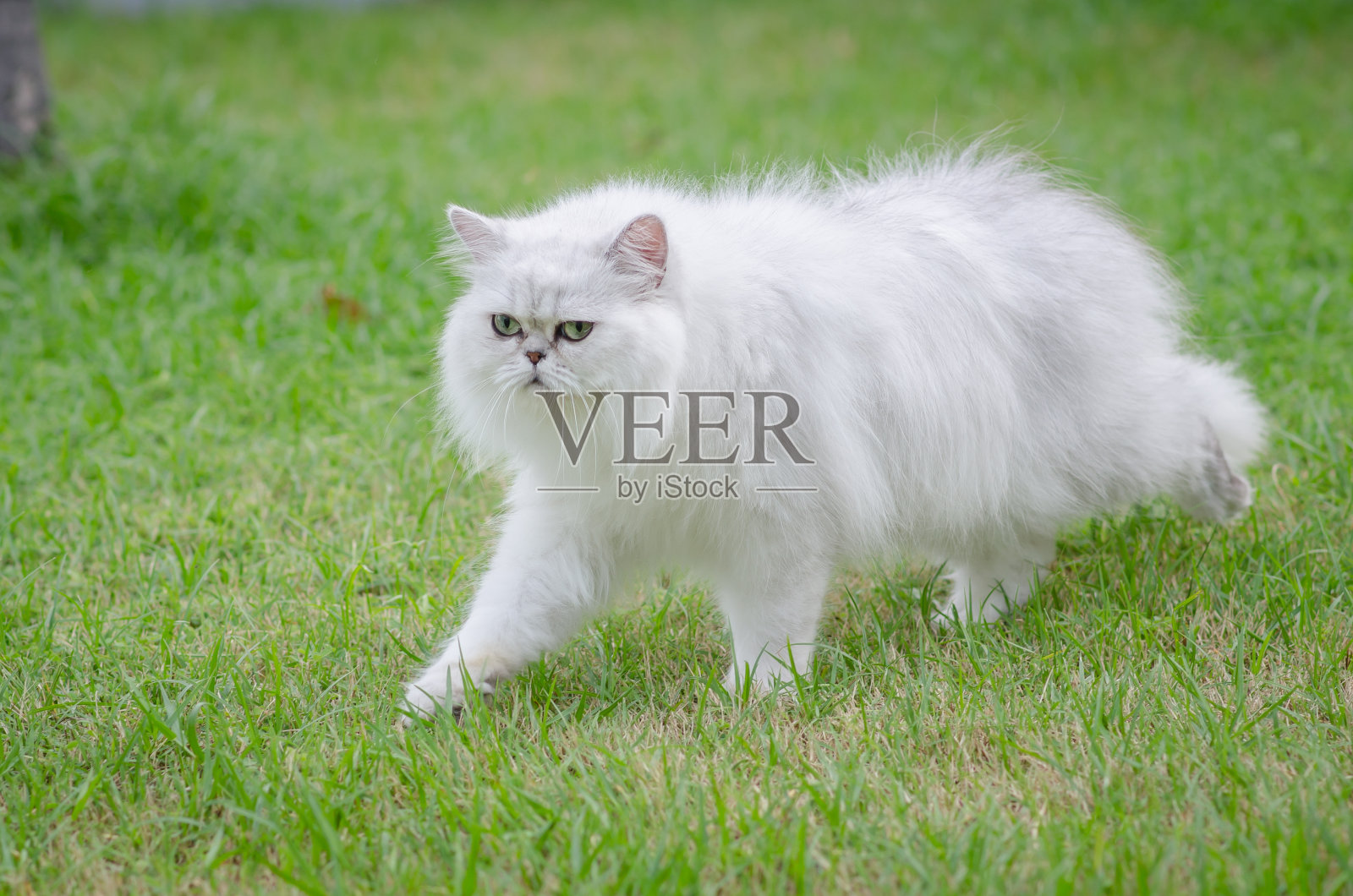 白色波斯猫走路照片摄影图片