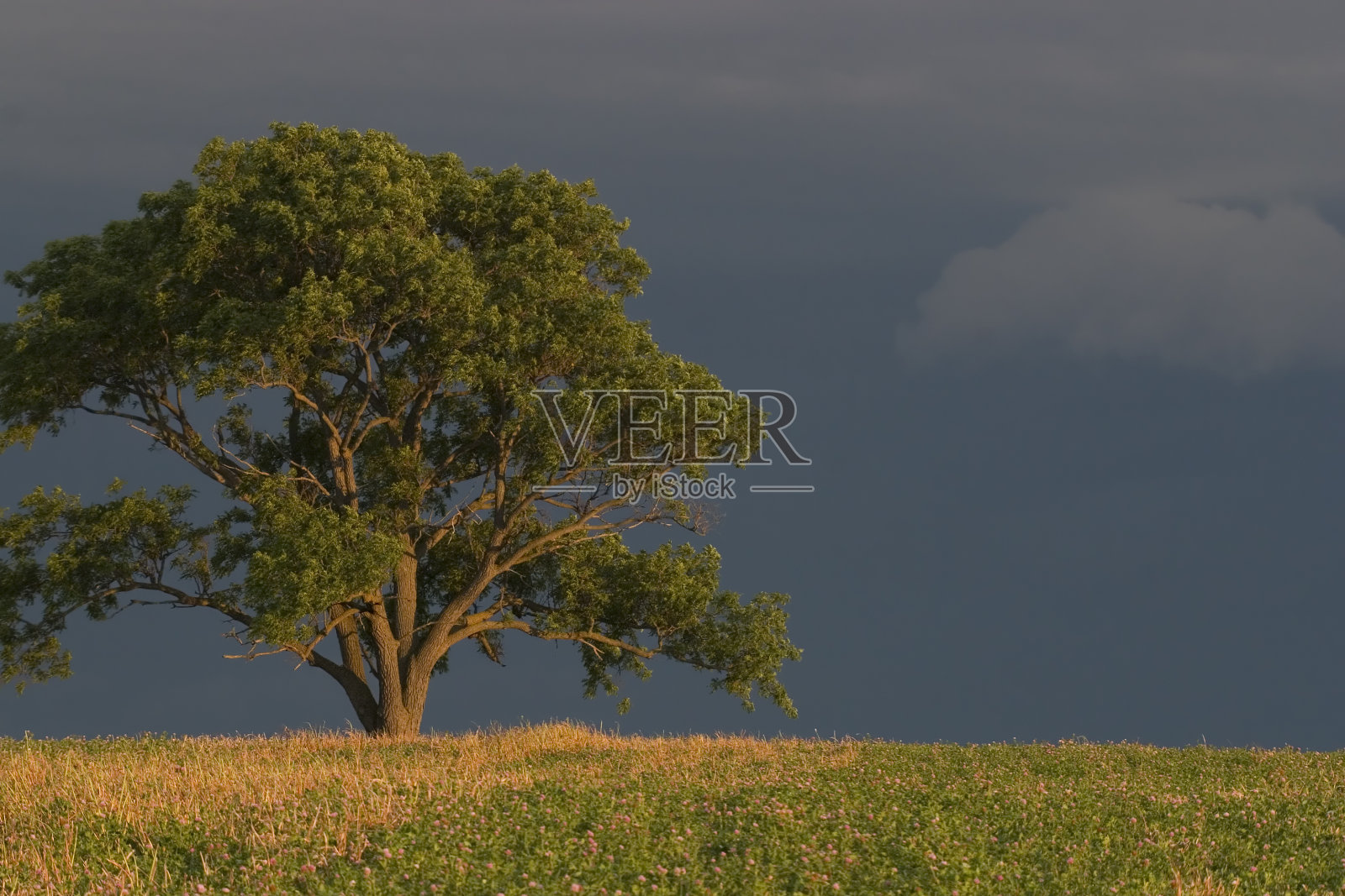 树与风暴云在三叶草照片摄影图片