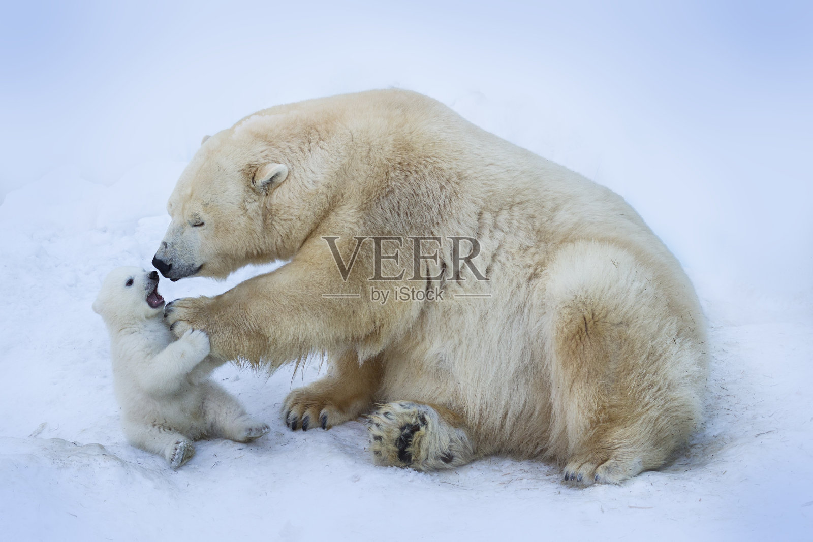 北极熊和妈妈照片摄影图片