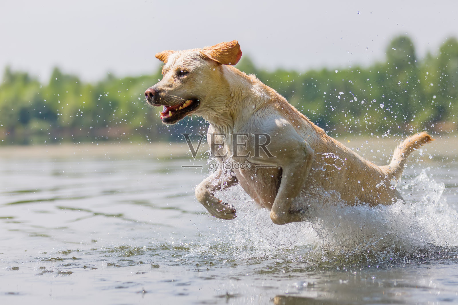 拉布拉多寻回犬在水中奔跑照片摄影图片