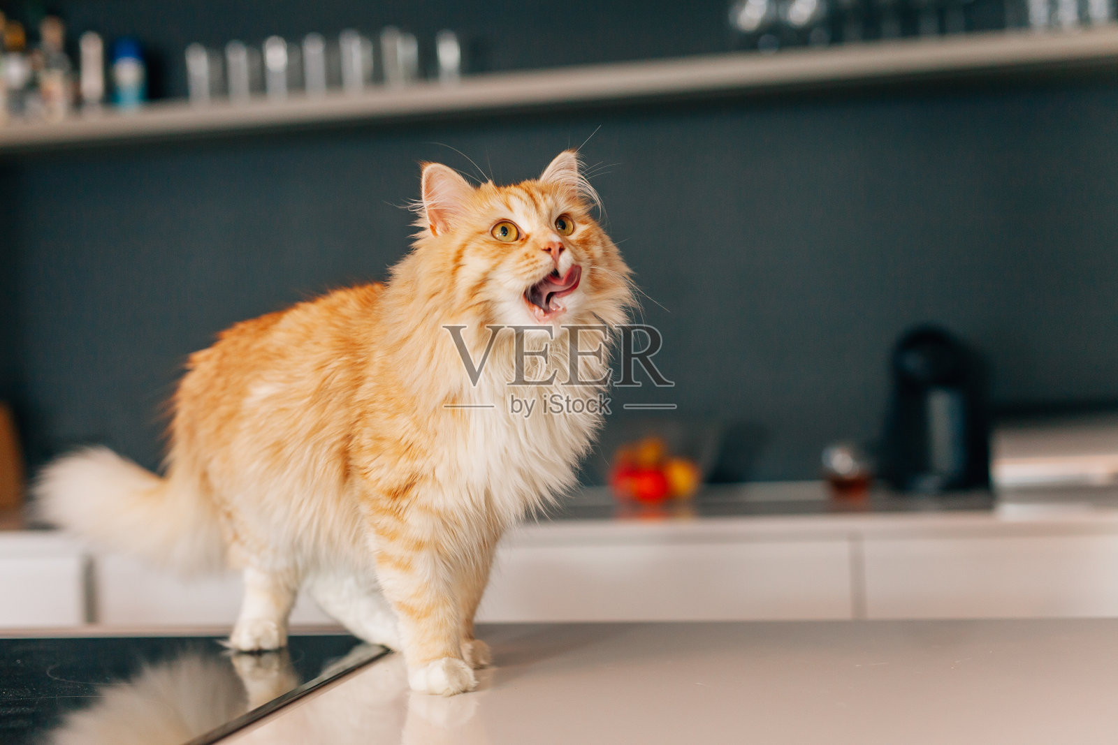 小姜大猫在厨房的白色桌子上走。照片摄影图片