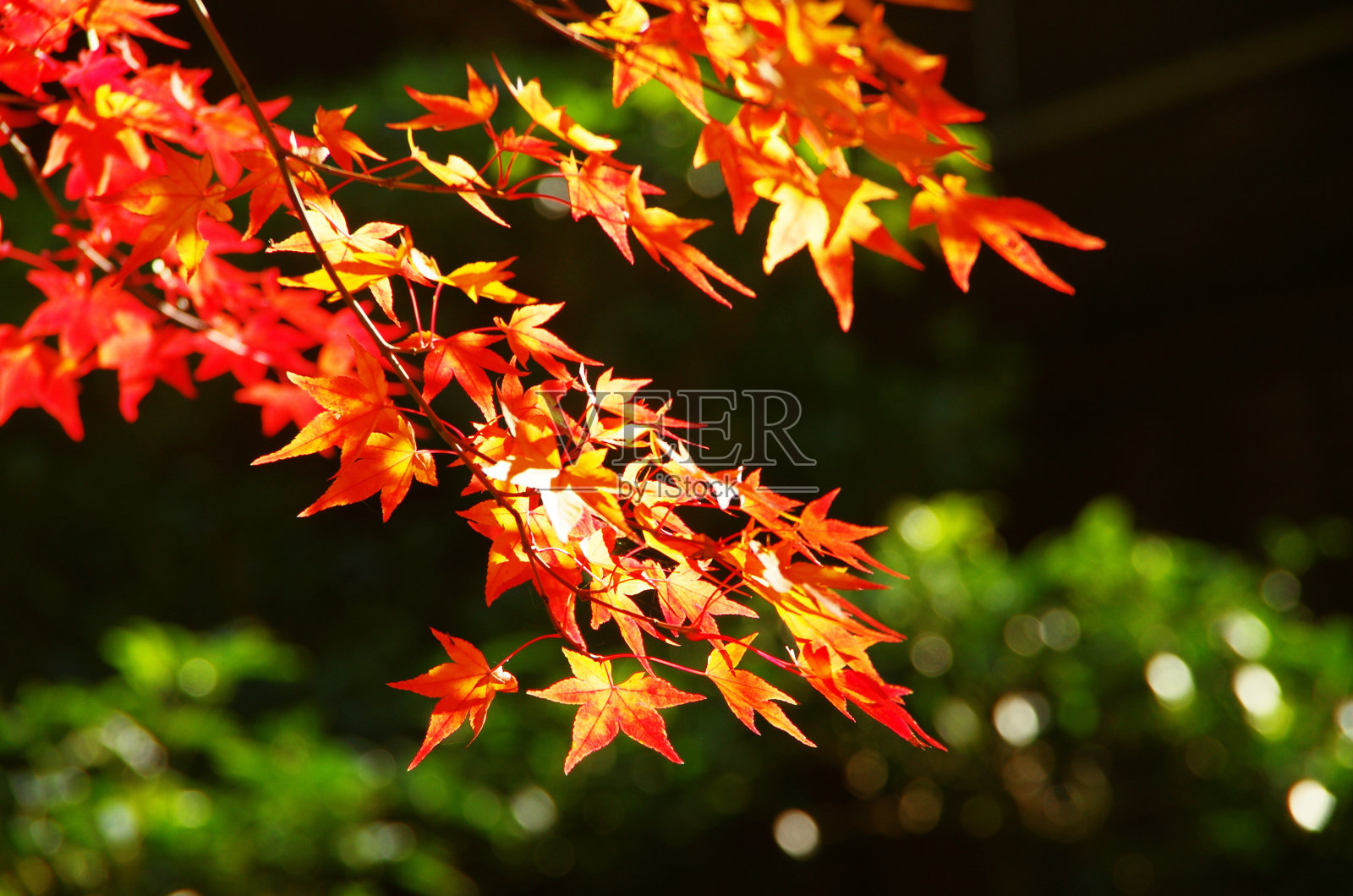 秋天的红叶照片摄影图片