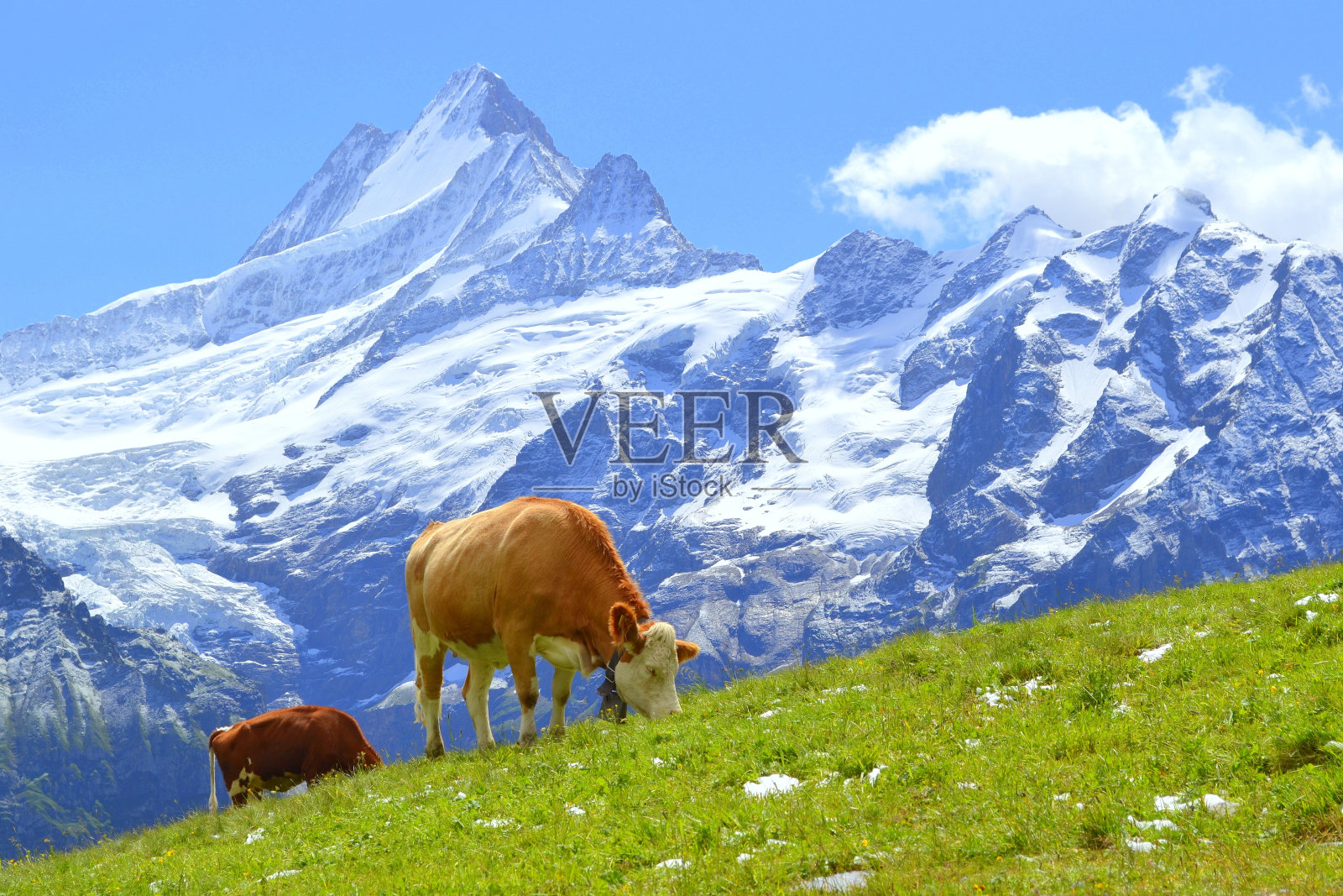 瑞士，欧洲，瑞士，阿尔卑斯山，格林德沃的绿草上的奶牛照片摄影图片
