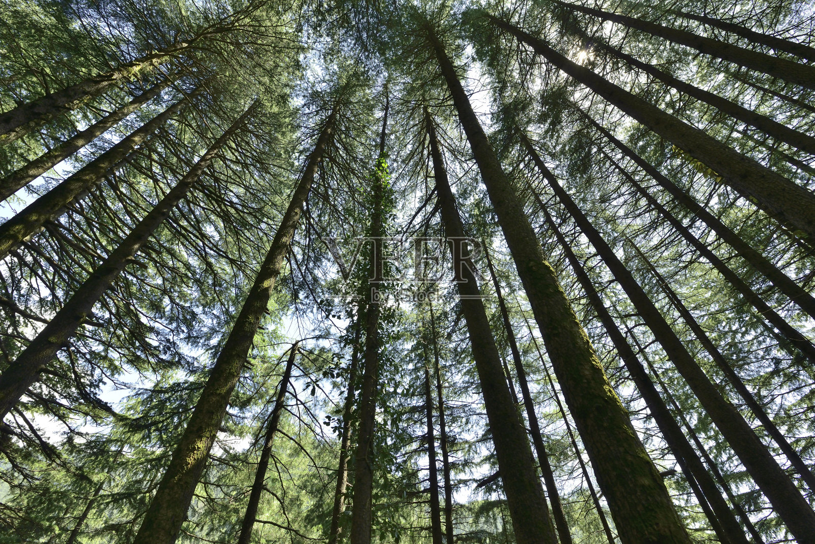 松树的常绿森林照片摄影图片