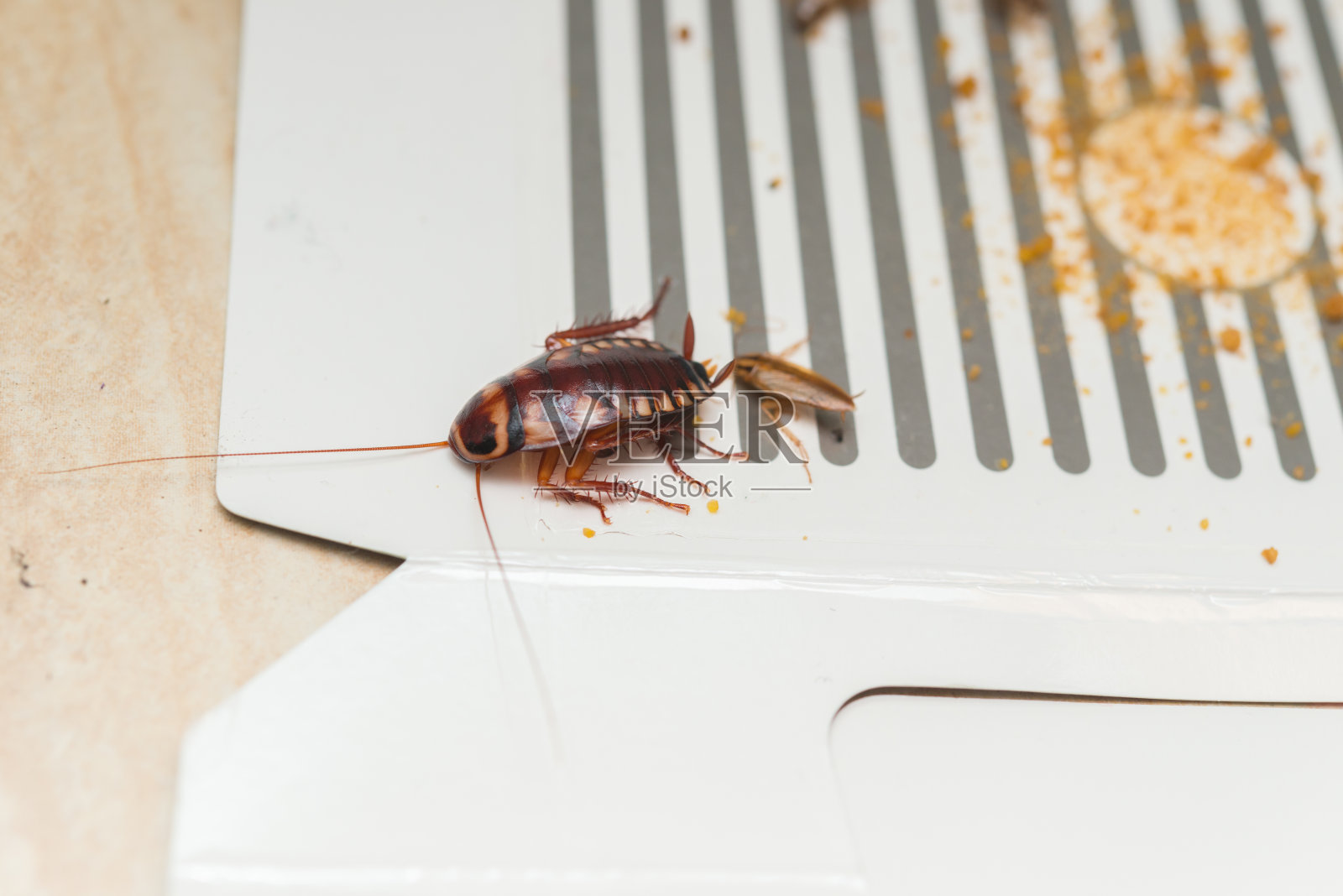 蟑螂被贴纸或带诱饵的捕虫器抓住照片摄影图片
