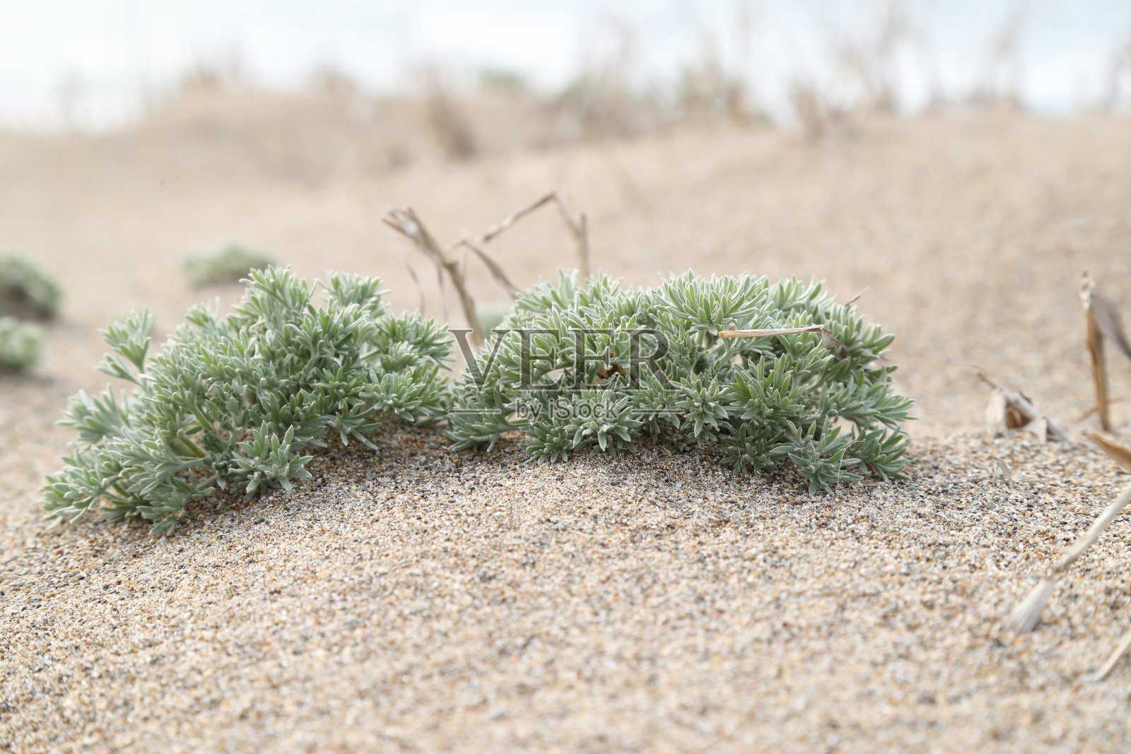 海滩植物照片摄影图片