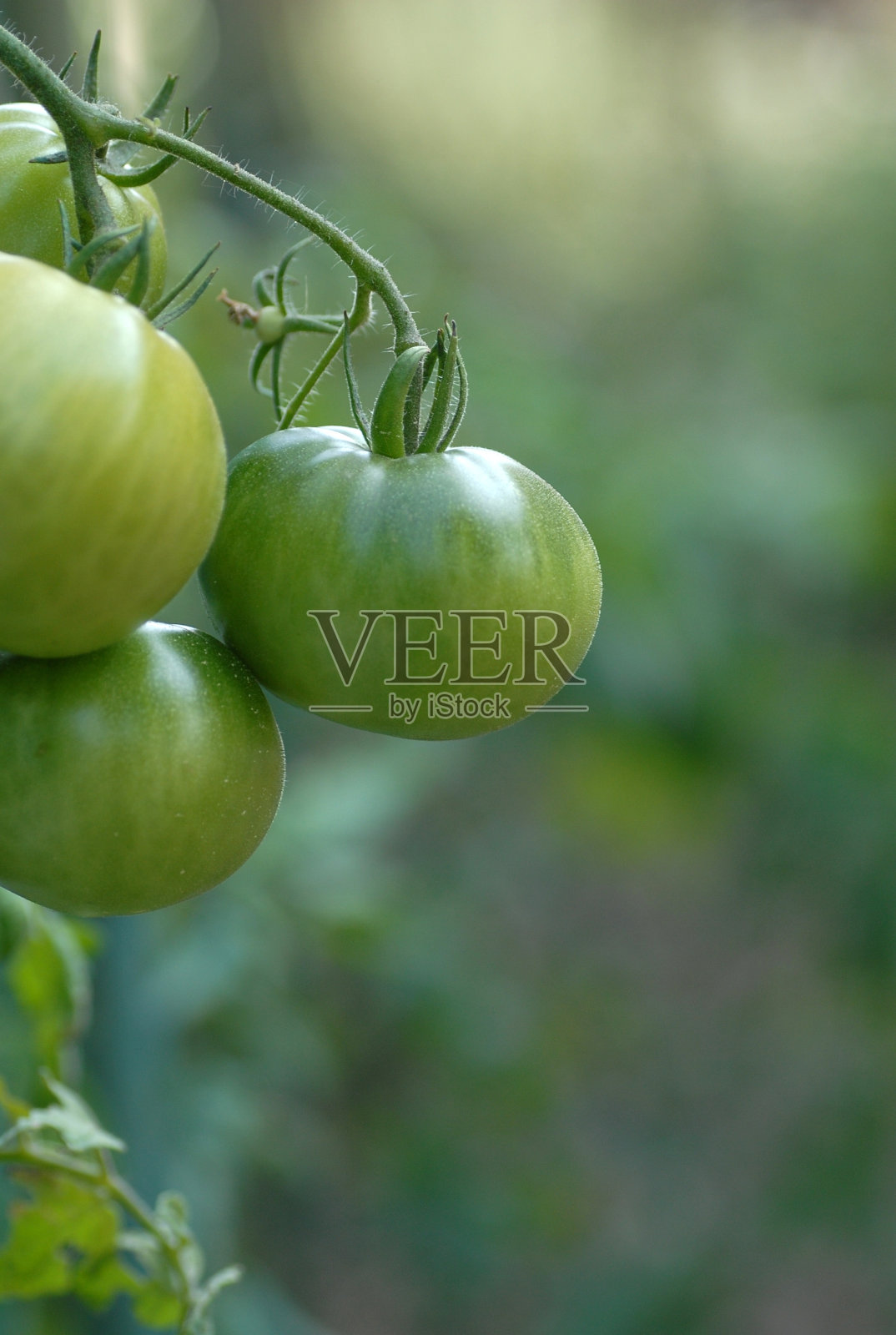 近距离的绿色栽培西红柿照片摄影图片