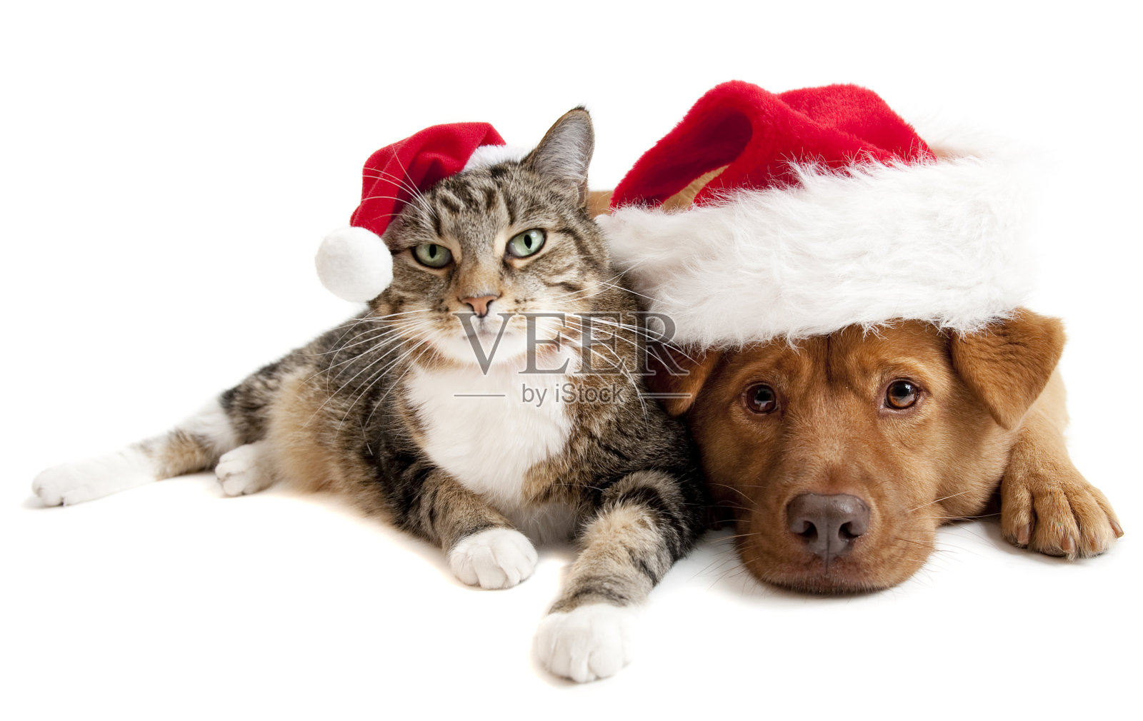 戴着圣诞老人帽子的猫和狗照片摄影图片