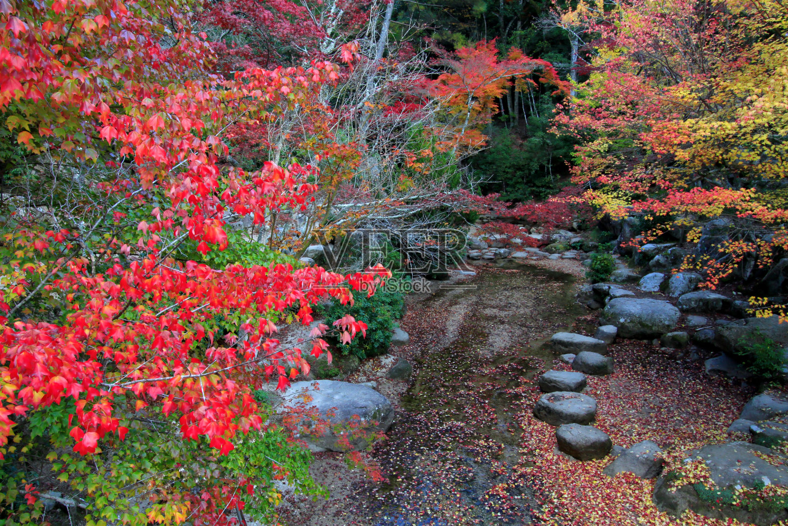 日本的彩色树叶和树:Kouyou照片摄影图片