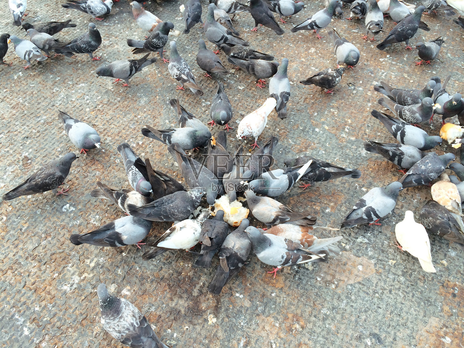 一群吃面包的鸽子照片摄影图片