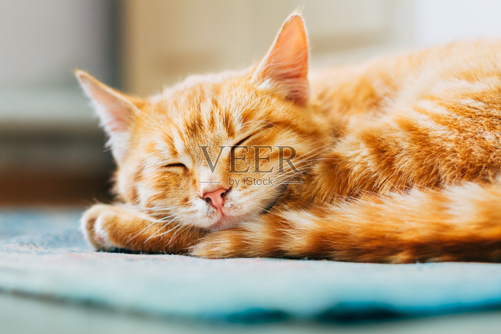 特写红猫蜷缩在床上睡觉照片摄影图片