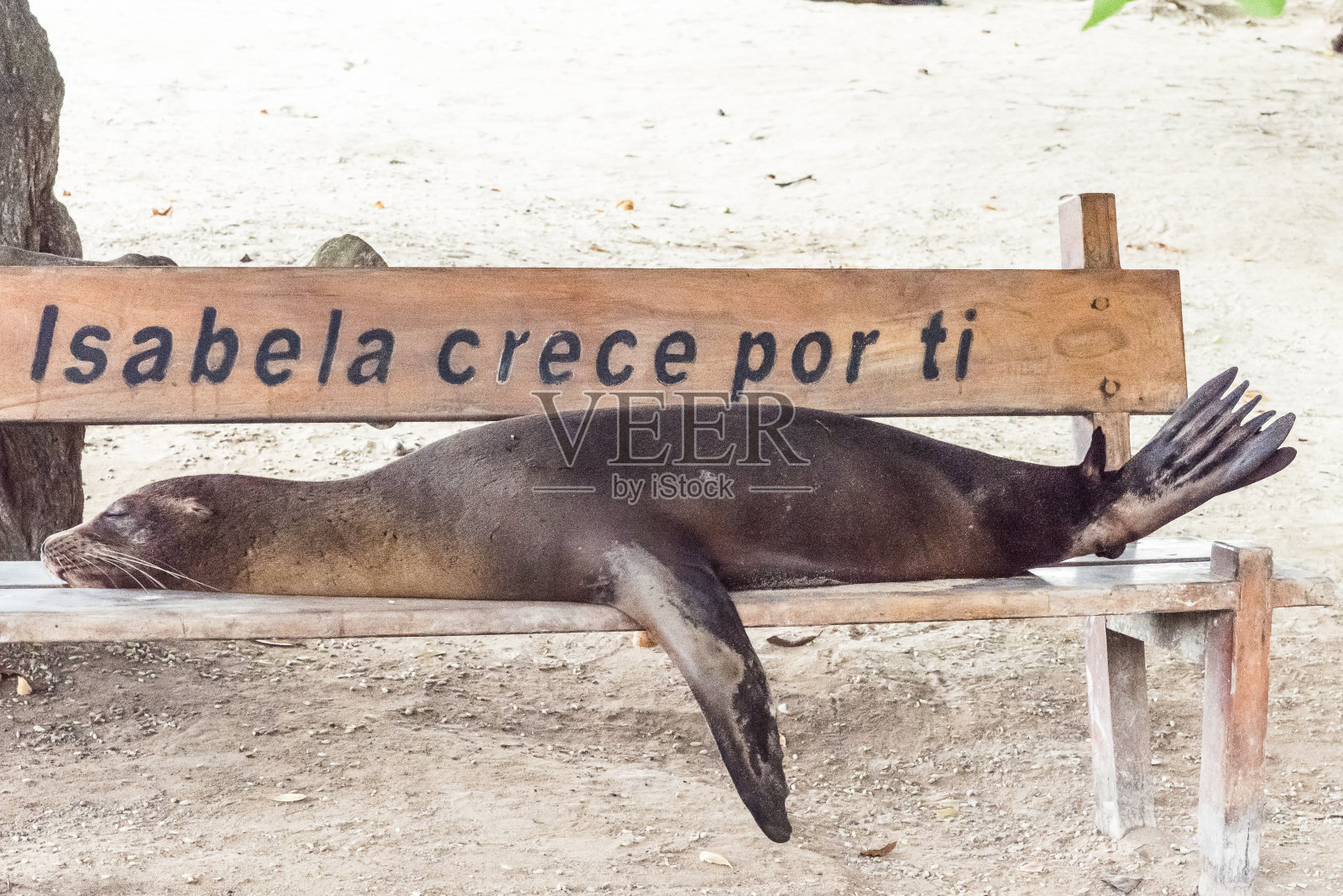 睡觉的海狮照片摄影图片