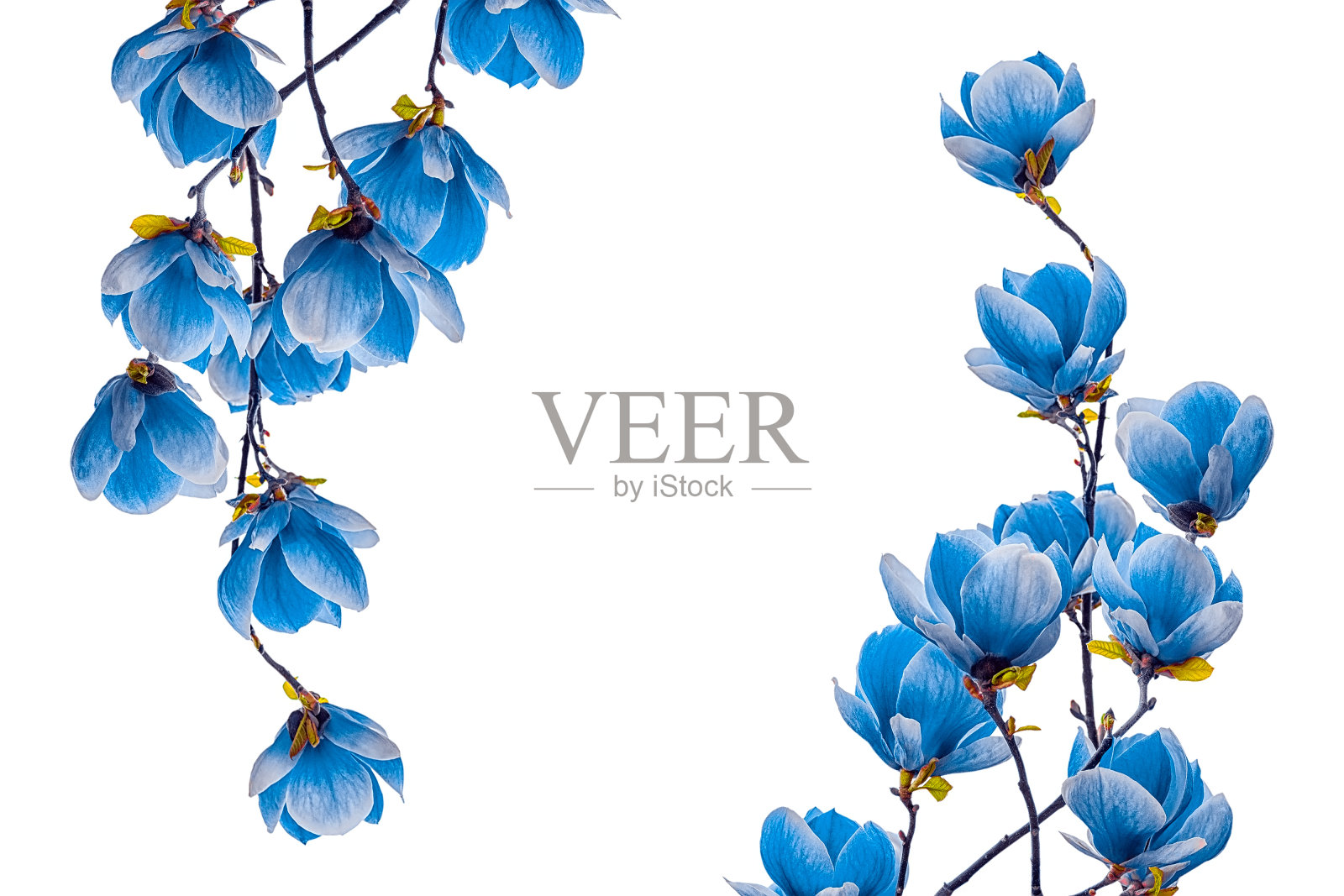 玉兰花蓝色花孤立的花在白色的背景照片摄影图片