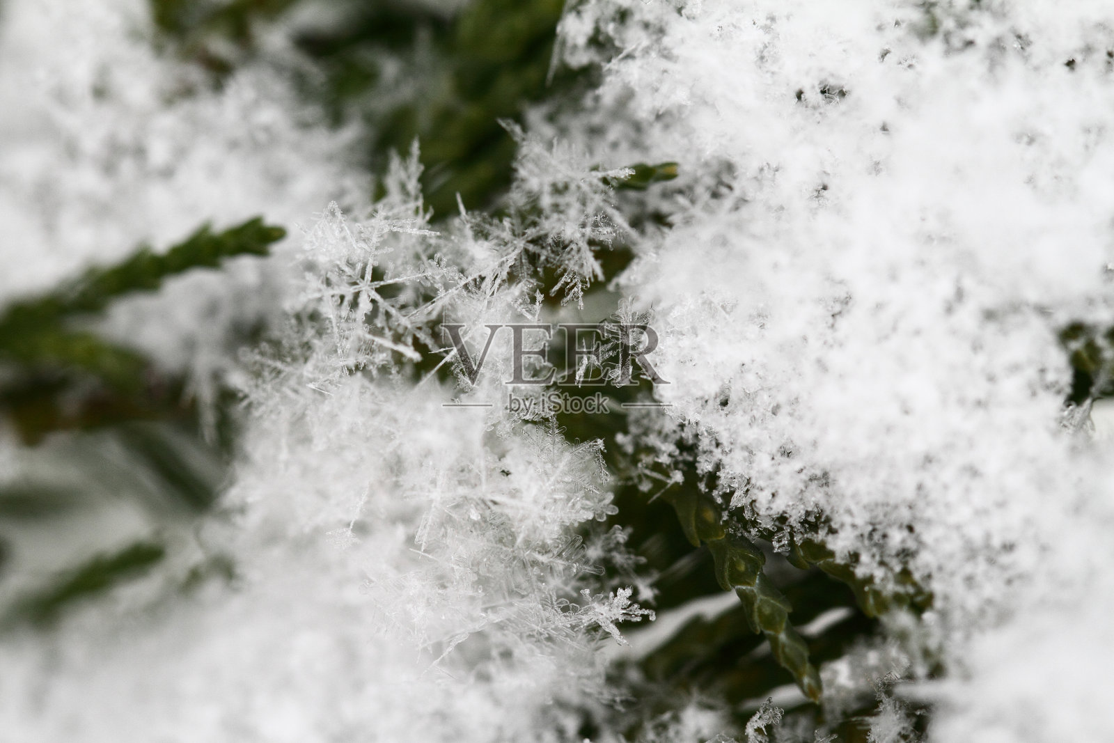 雪落杉树枝，宏照片摄影图片