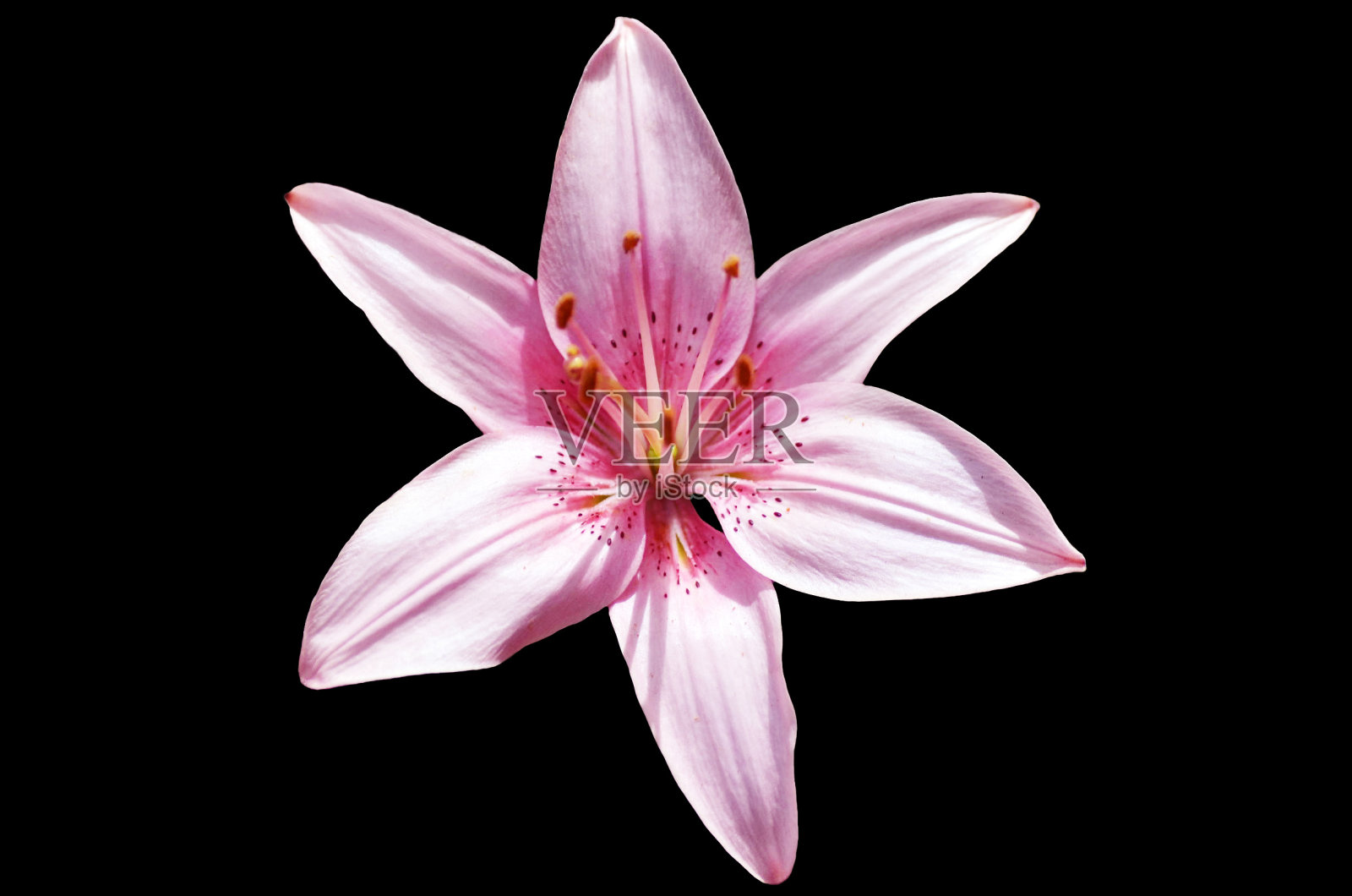 微距粉红色的花在黑色的背景照片摄影图片