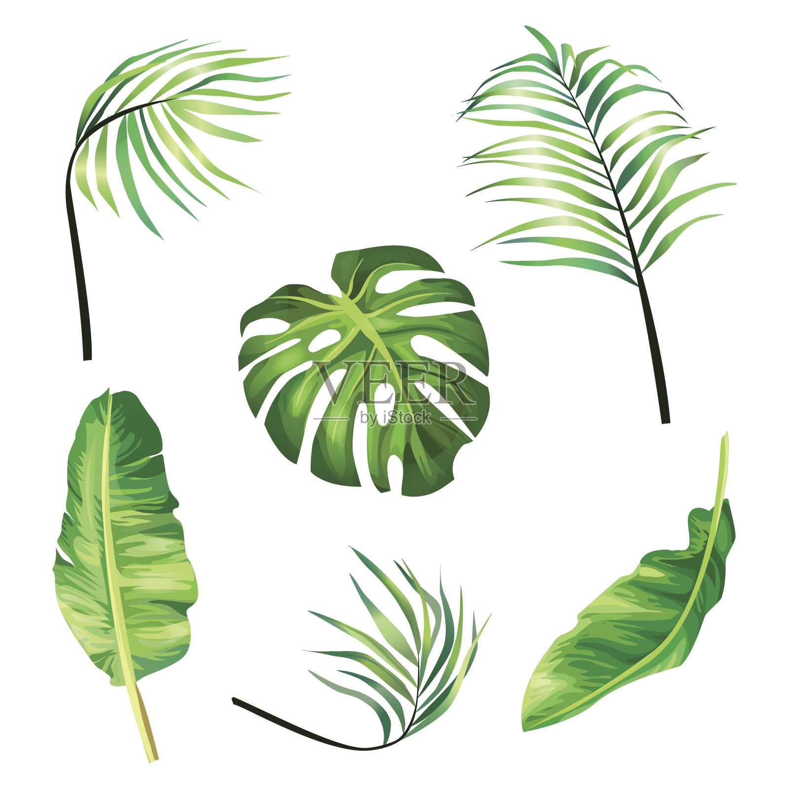 一套植物矢量插图的热带棕榈叶在现实主义的风格。插画图片素材