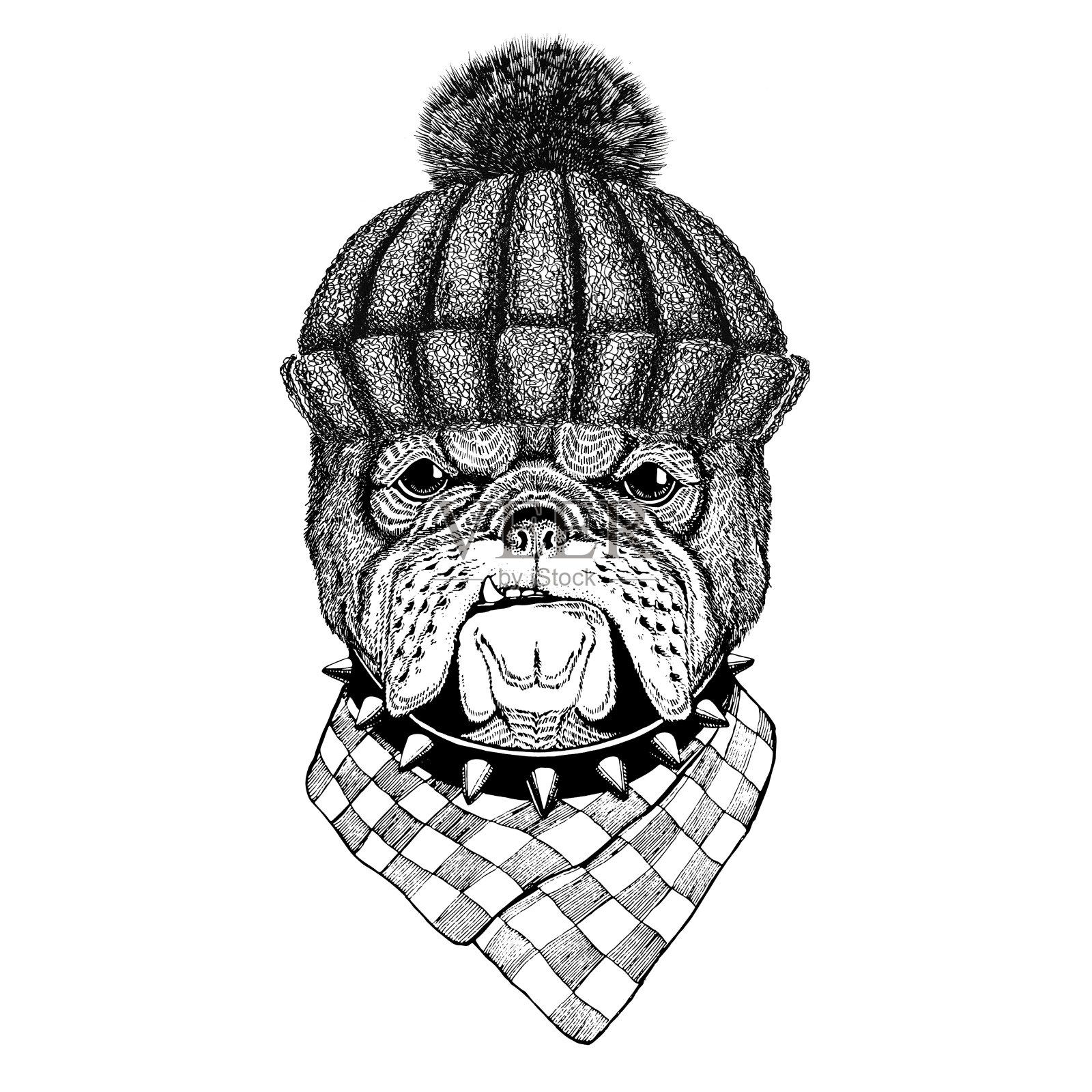 斗牛犬戴着冬季针织帽插画图片素材