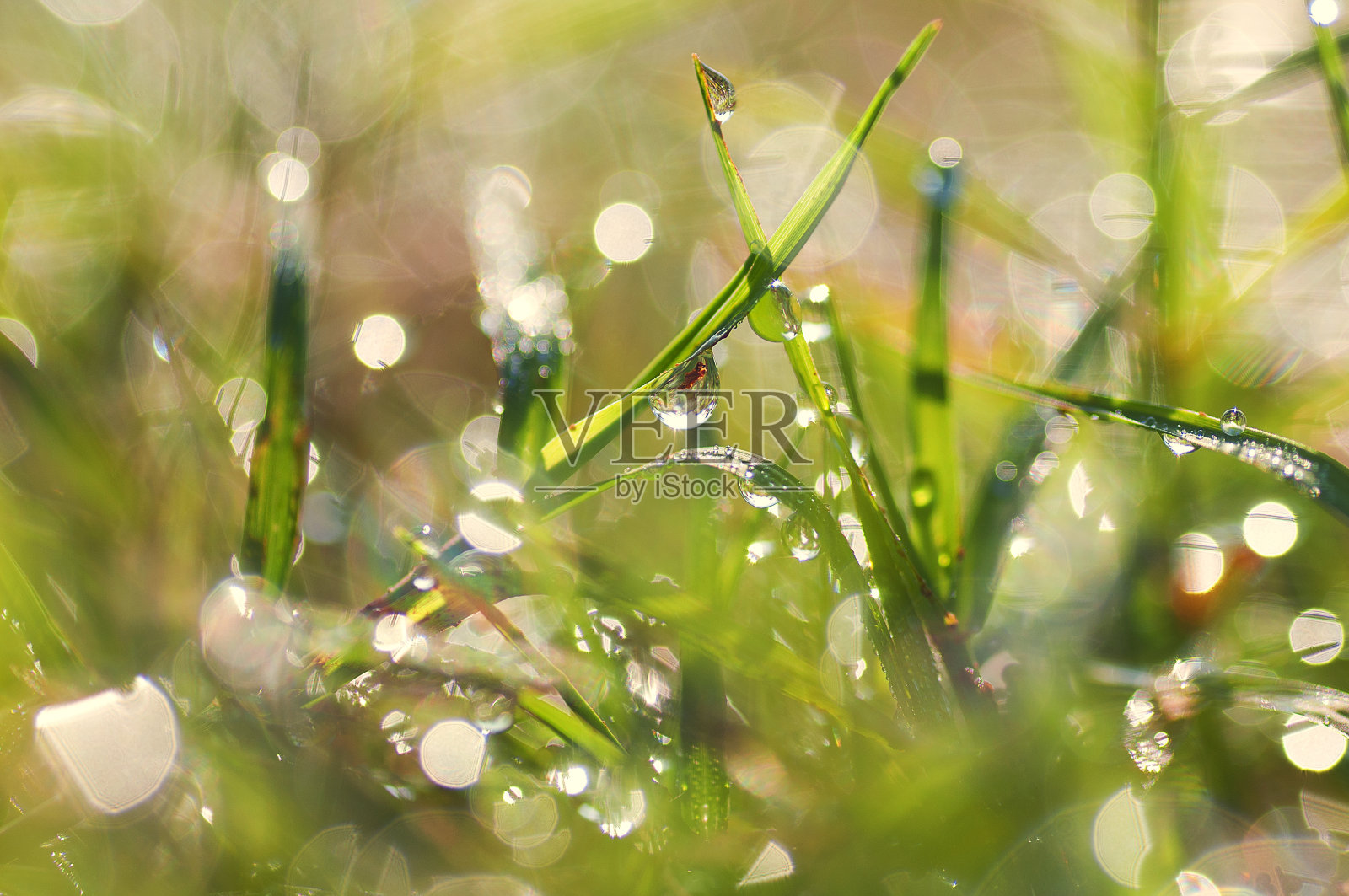 新鲜的晨露滴在草地上。图像照片摄影图片