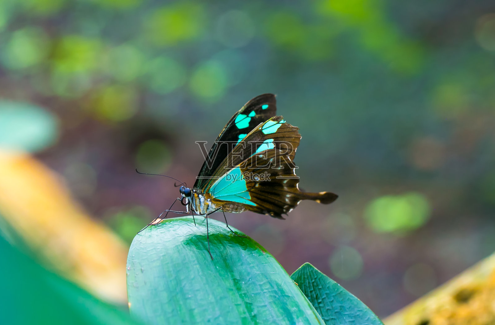 蝴蝶，可爱的昆虫，蓝色和棕色的翅膀坐在绿色的叶子在自然的背景。野生动物照片摄影图片