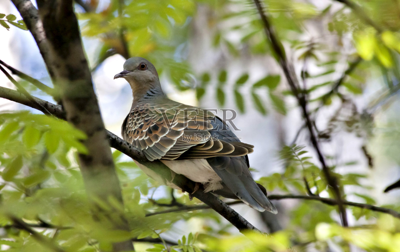 野鸽，一种稀有而谨慎的鸟类，其拉丁名是链白鸽照片摄影图片