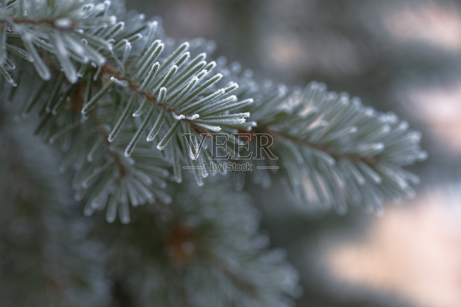 树枝上蓝色的冷杉蓝，绿色的科罗拉多蓝云杉，云杉上覆盖着白霜。新年Bekraund。复制粘贴的地方照片摄影图片