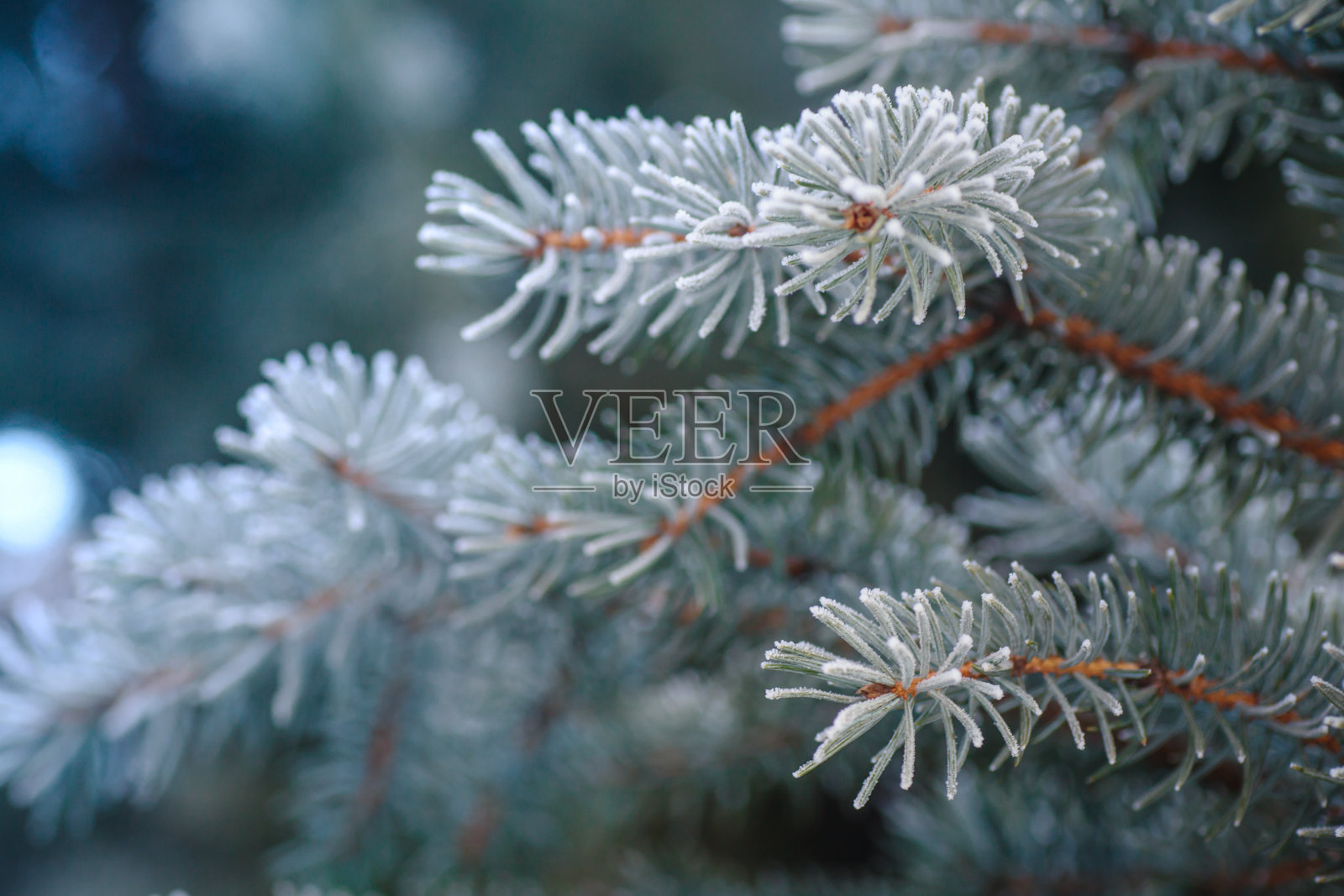 树枝上的蓝色冷杉，绿色，白色，科罗拉多蓝色云杉，云杉覆盖着白霜。新年Bekraund。复制粘贴的地方照片摄影图片