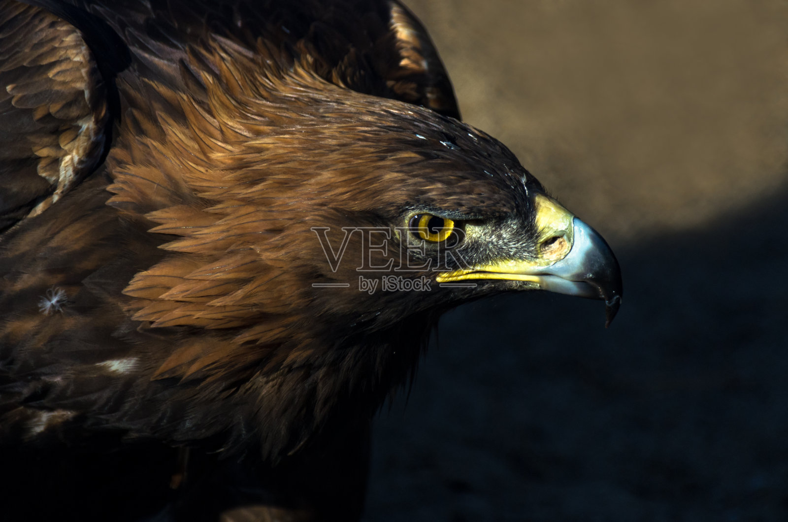 日落时的金鹰(Aquila chrysaetos)肖像照片摄影图片