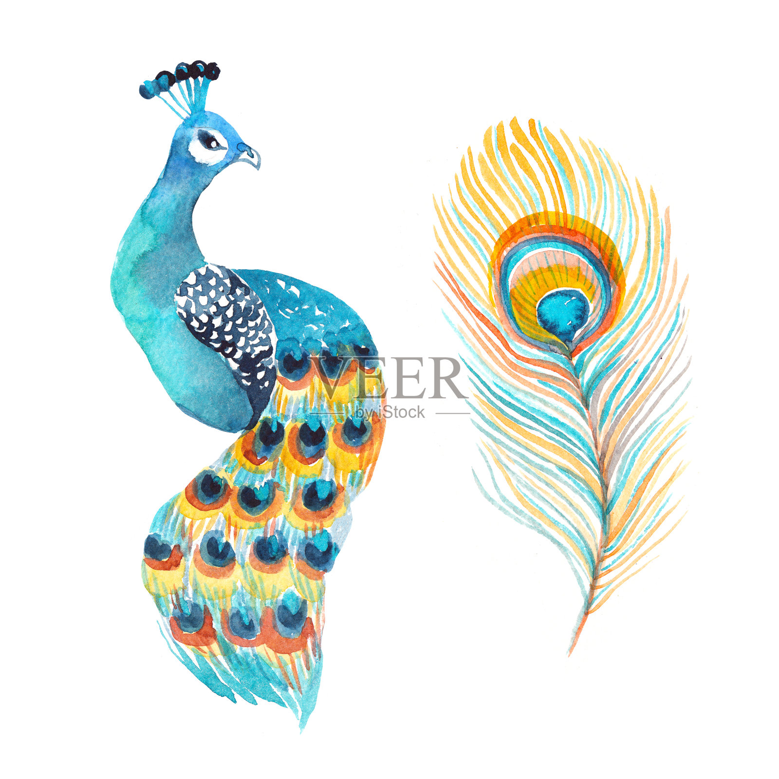 水彩孔雀和羽毛孤立在白色的背景。插画图片素材