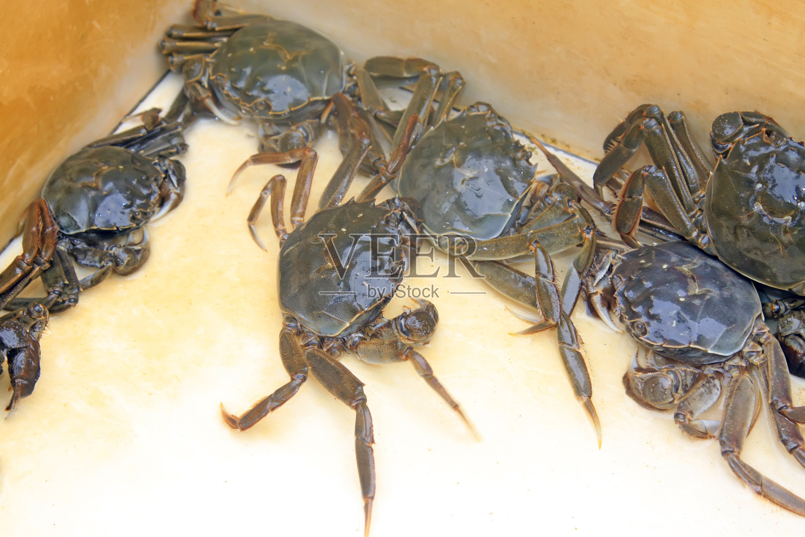 新鲜的螃蟹配上白色的背景，是一种非常美味的食物照片摄影图片