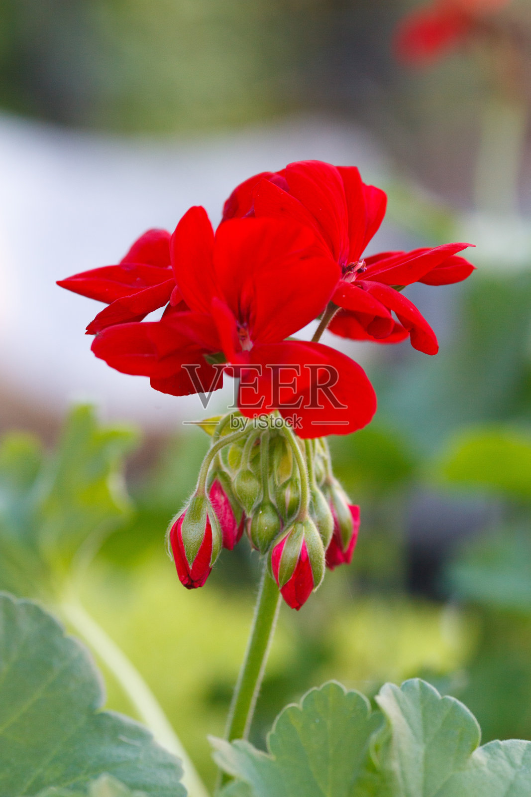 红色天竺葵花和花蕾的特写照片摄影图片